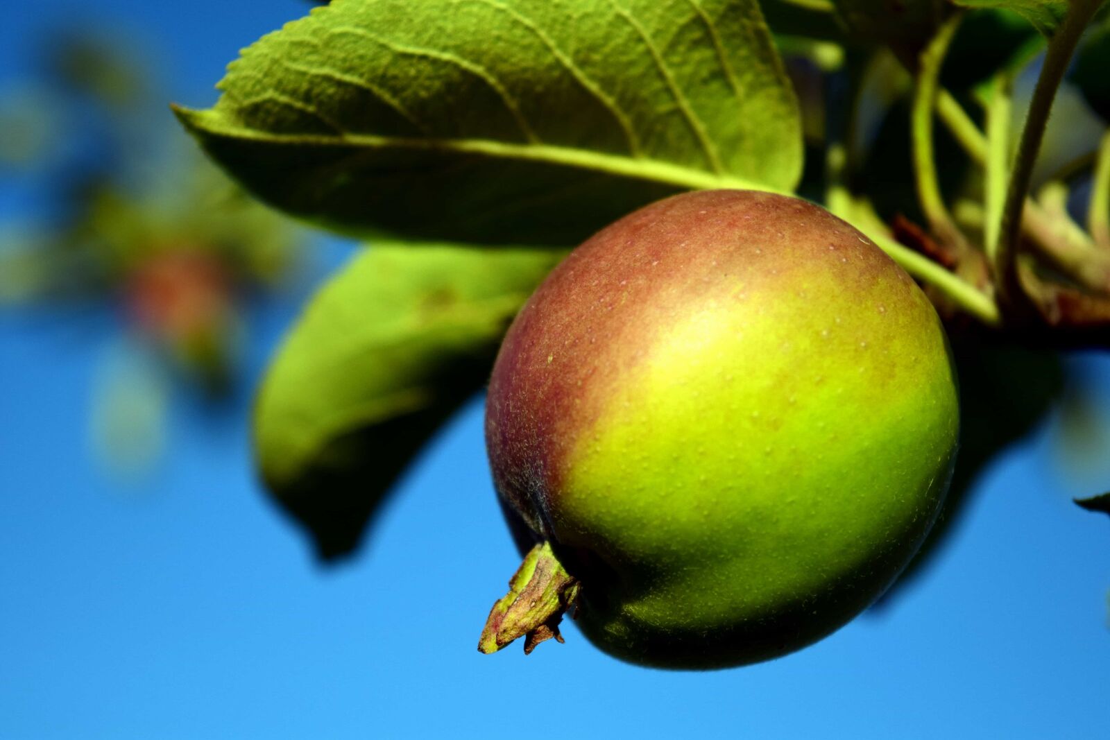 Nikon D3300 sample photo. Green apple, food, leaf photography