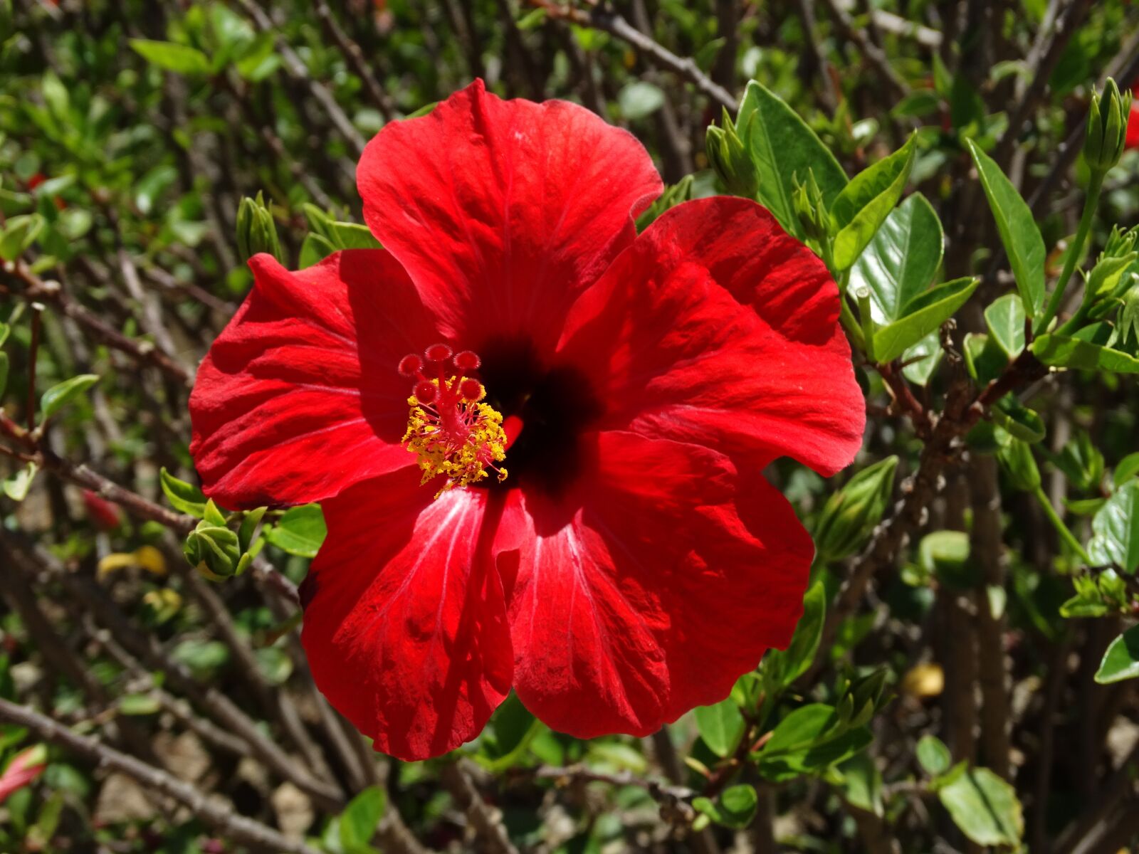Sony Cyber-shot DSC-HX300 sample photo. Hibiscus, flowers, tunisia photography