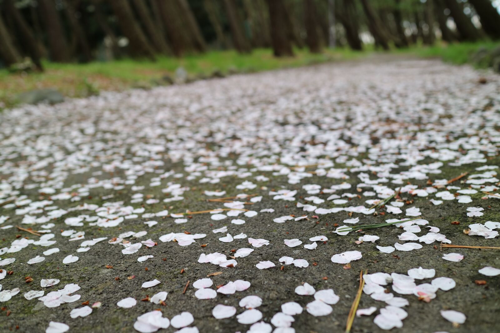 Canon EOS M3 + Canon EF-M 22mm F2 STM sample photo. Cherry blossoms, petal, natural photography