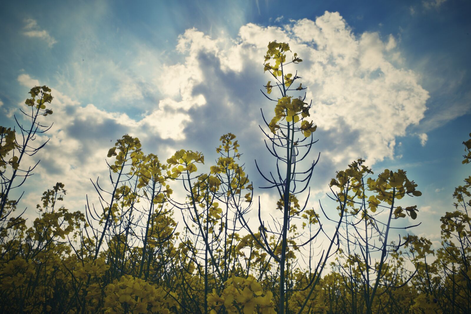 Nikon D3300 sample photo. Rape, field, summer photography