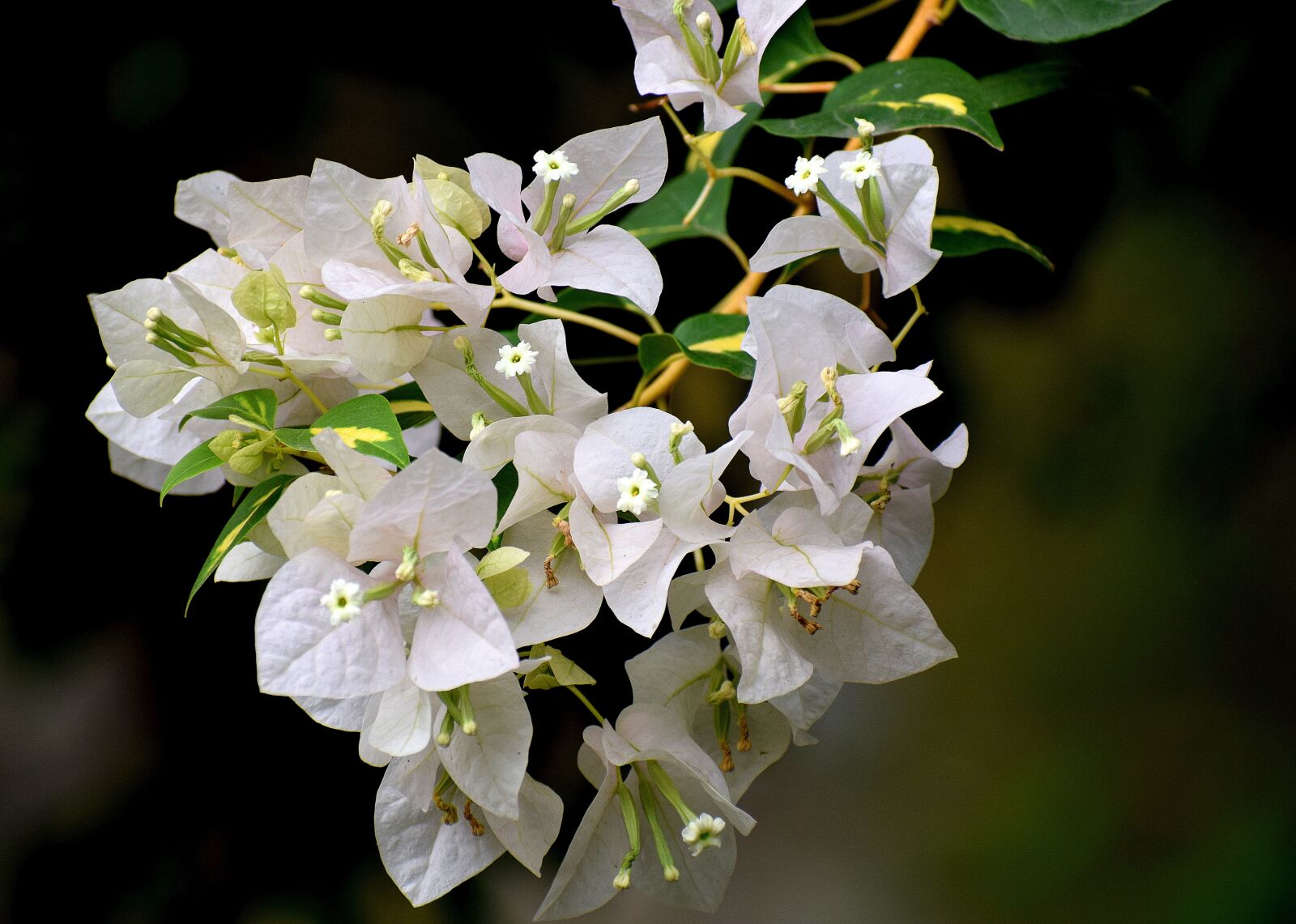 Nikon D3300 sample photo. Flower, white, bloom photography