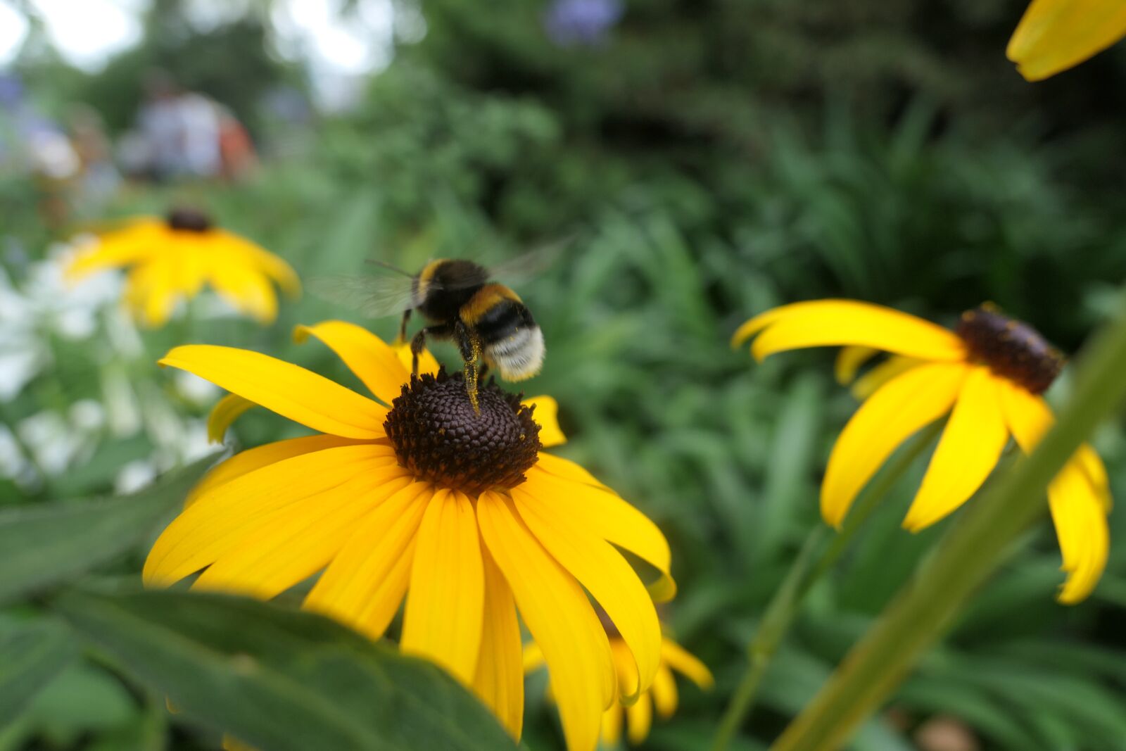 Panasonic Lumix DMC-LX10 (Lumix DMC-LX15) sample photo. Bumblebee, flower, garden photography