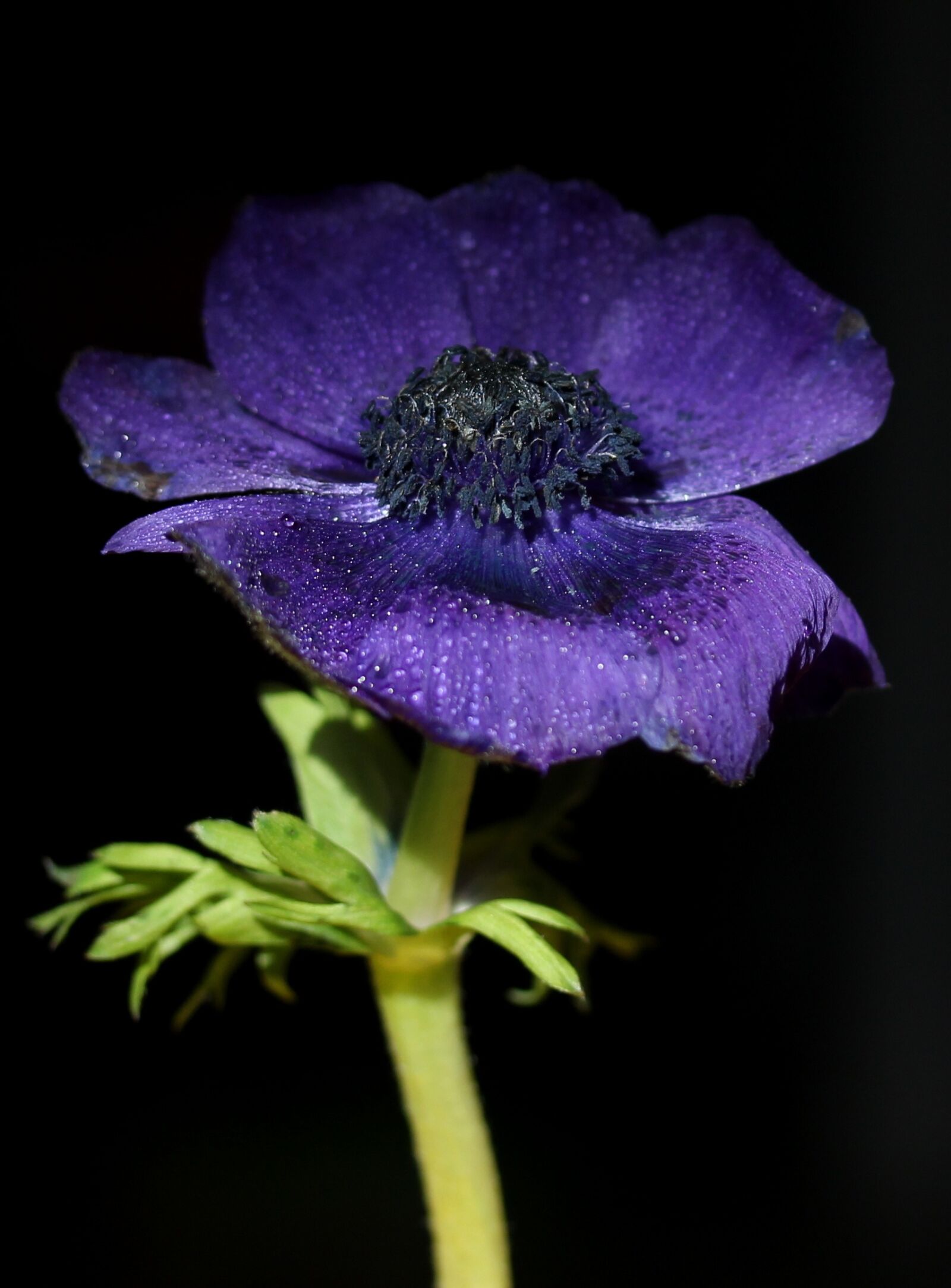 Canon EOS 700D (EOS Rebel T5i / EOS Kiss X7i) sample photo. Flower, blue, drops photography