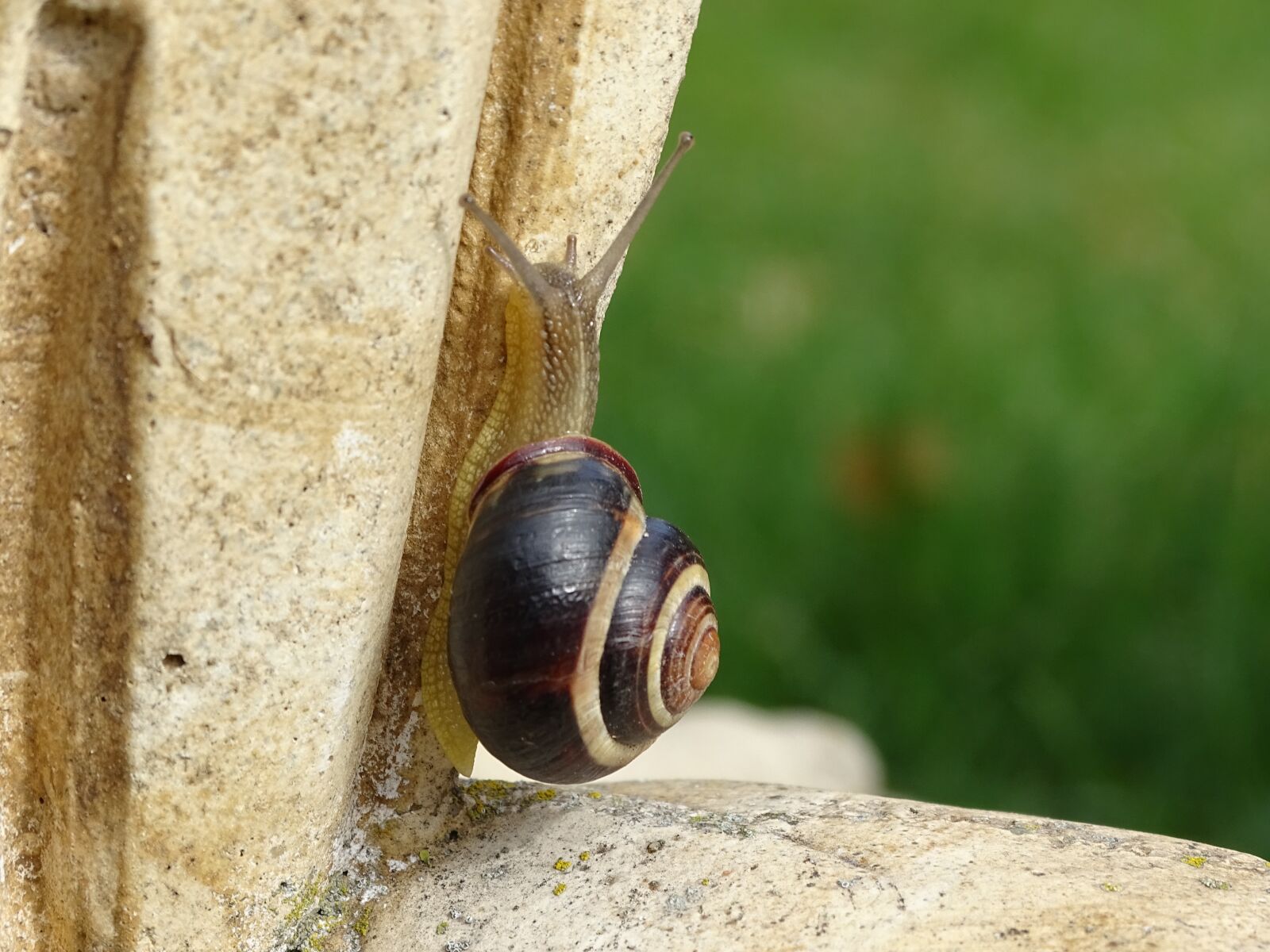 Sony Cyber-shot DSC-HX400V sample photo. Snail, shell, slowly photography