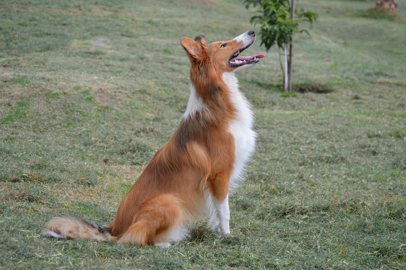 Nikon D3200 sample photo. Collie, puppy, pet photography
