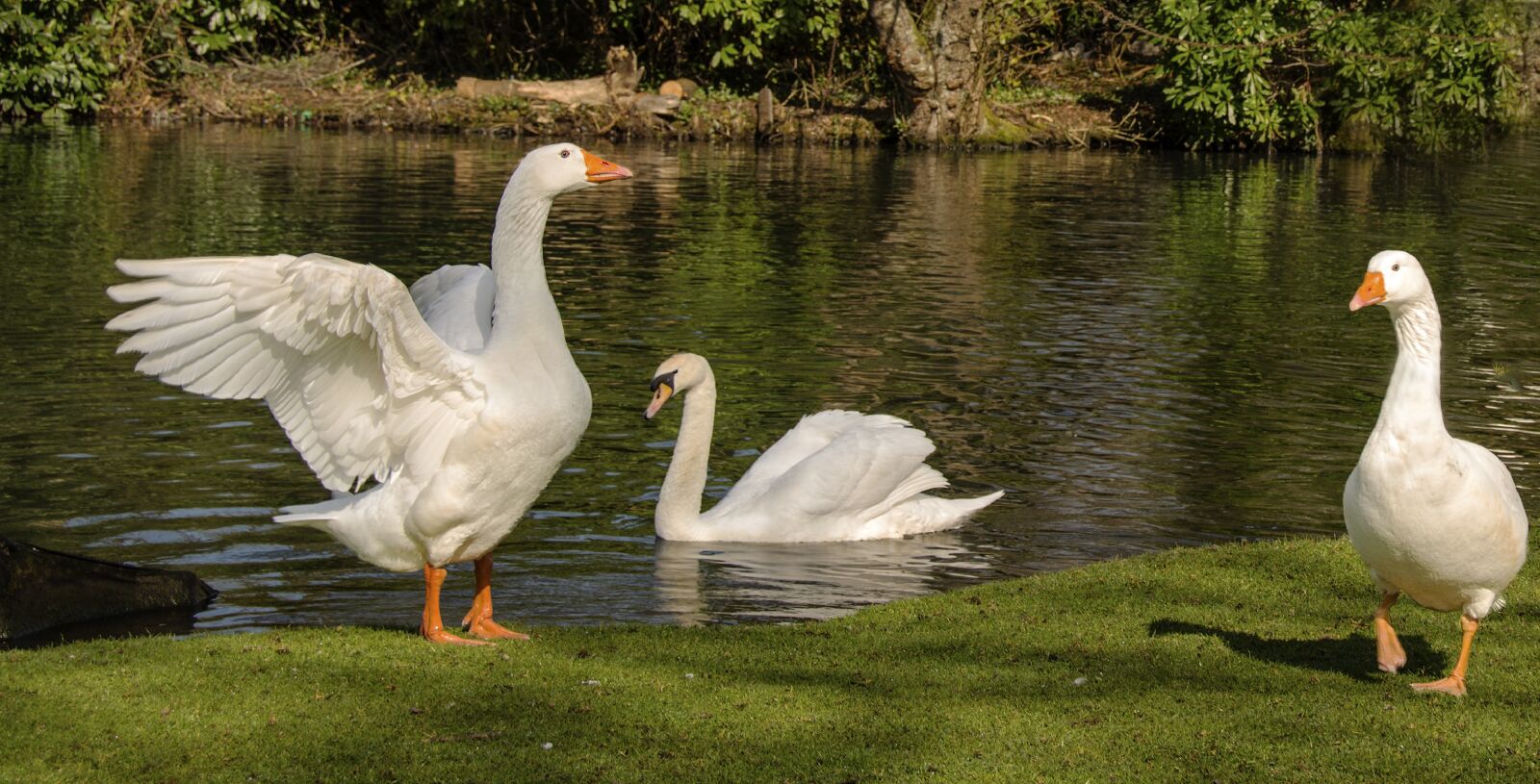 Nikon D5200 sample photo. Swans, reflections, lake photography