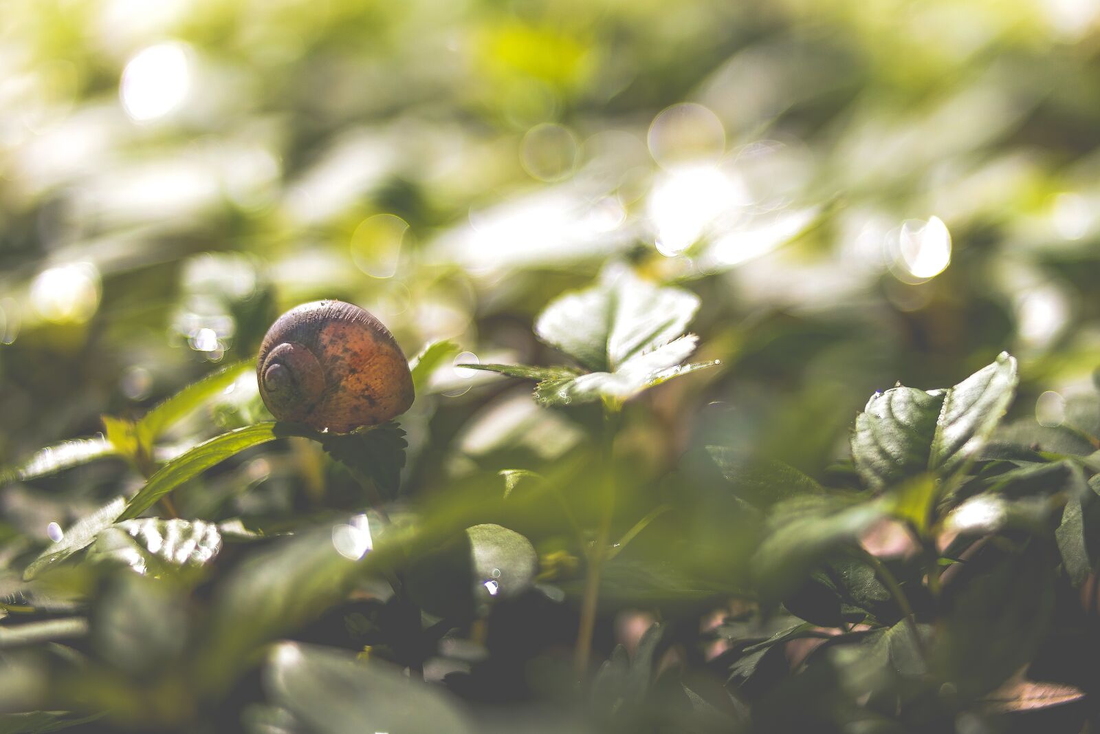 Samsung NX300 sample photo. Animal, leaves, mollusk photography