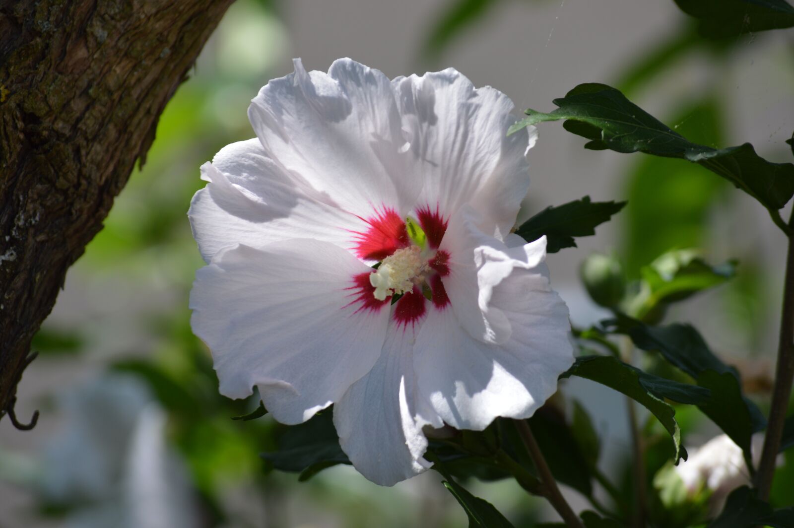 Nikon D3200 sample photo. Flower, hibiscus, garden photography