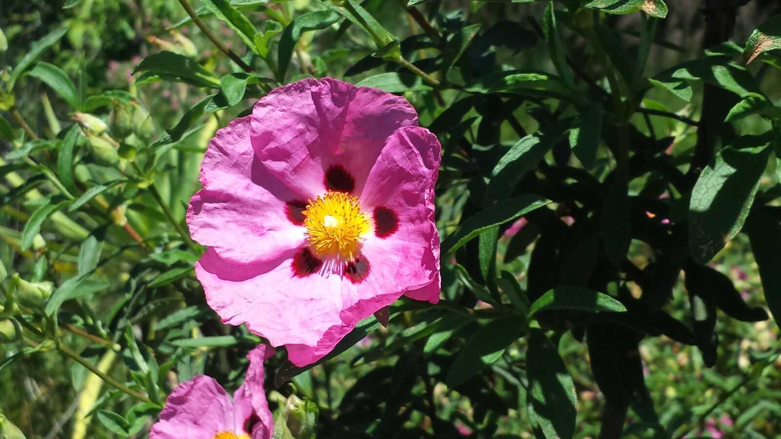 Samsung Galaxy S4 sample photo. Nature, flower, pink photography