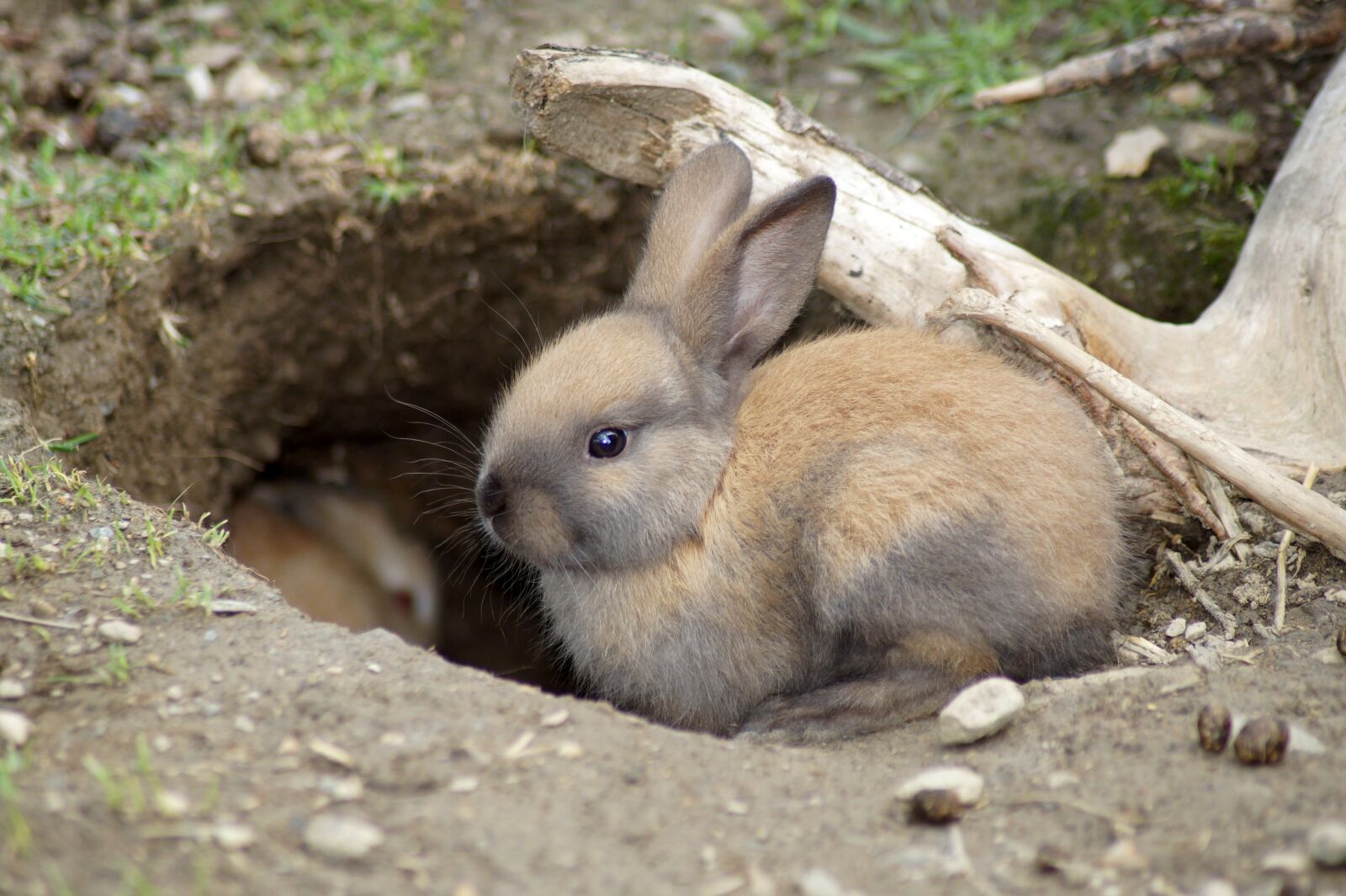 Sony SLT-A58 sample photo. Rabbit, cute, baby photography