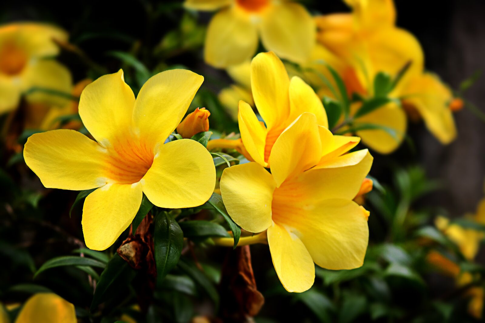 Canon EOS 750D (EOS Rebel T6i / EOS Kiss X8i) sample photo. Flowers, flowering flowering plant photography