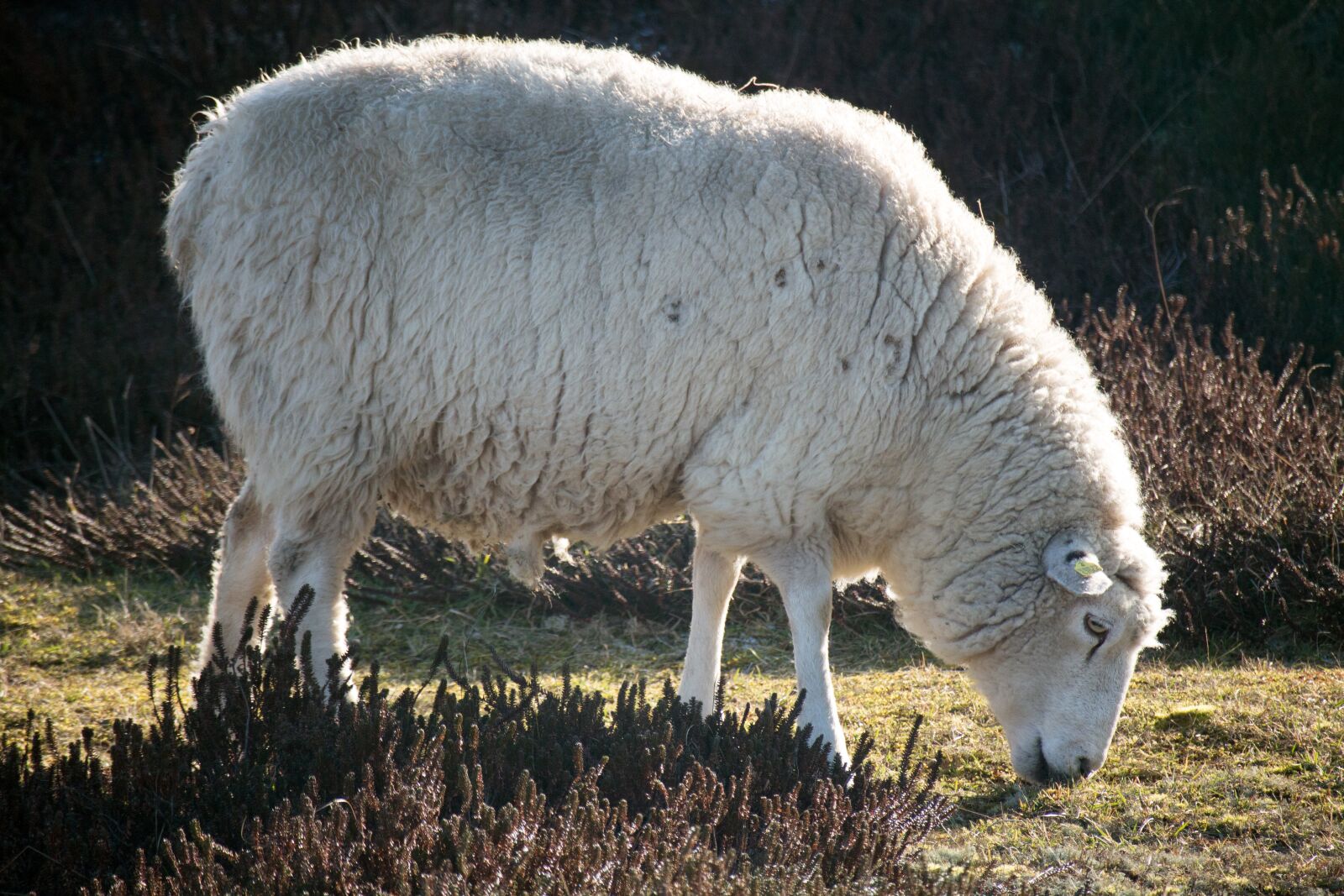 Canon EOS M sample photo. Sheep, animal, sylt photography