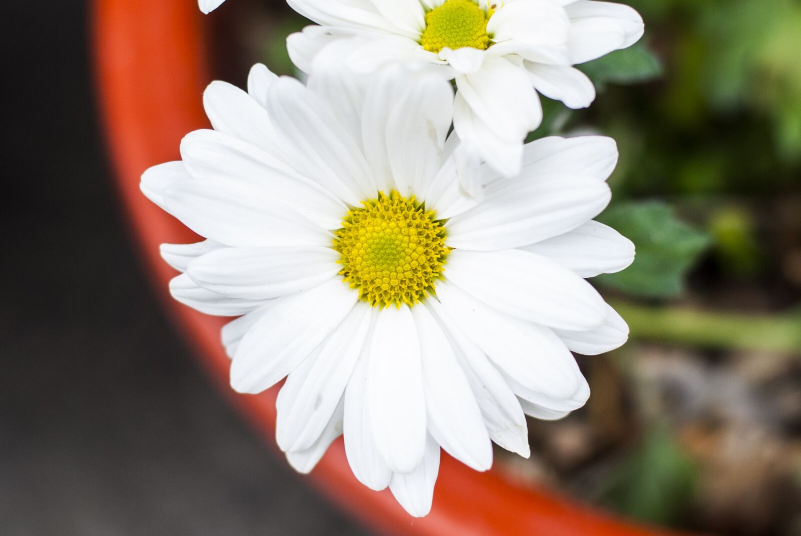Nikon D60 sample photo. Flower, beautiful, nature photography