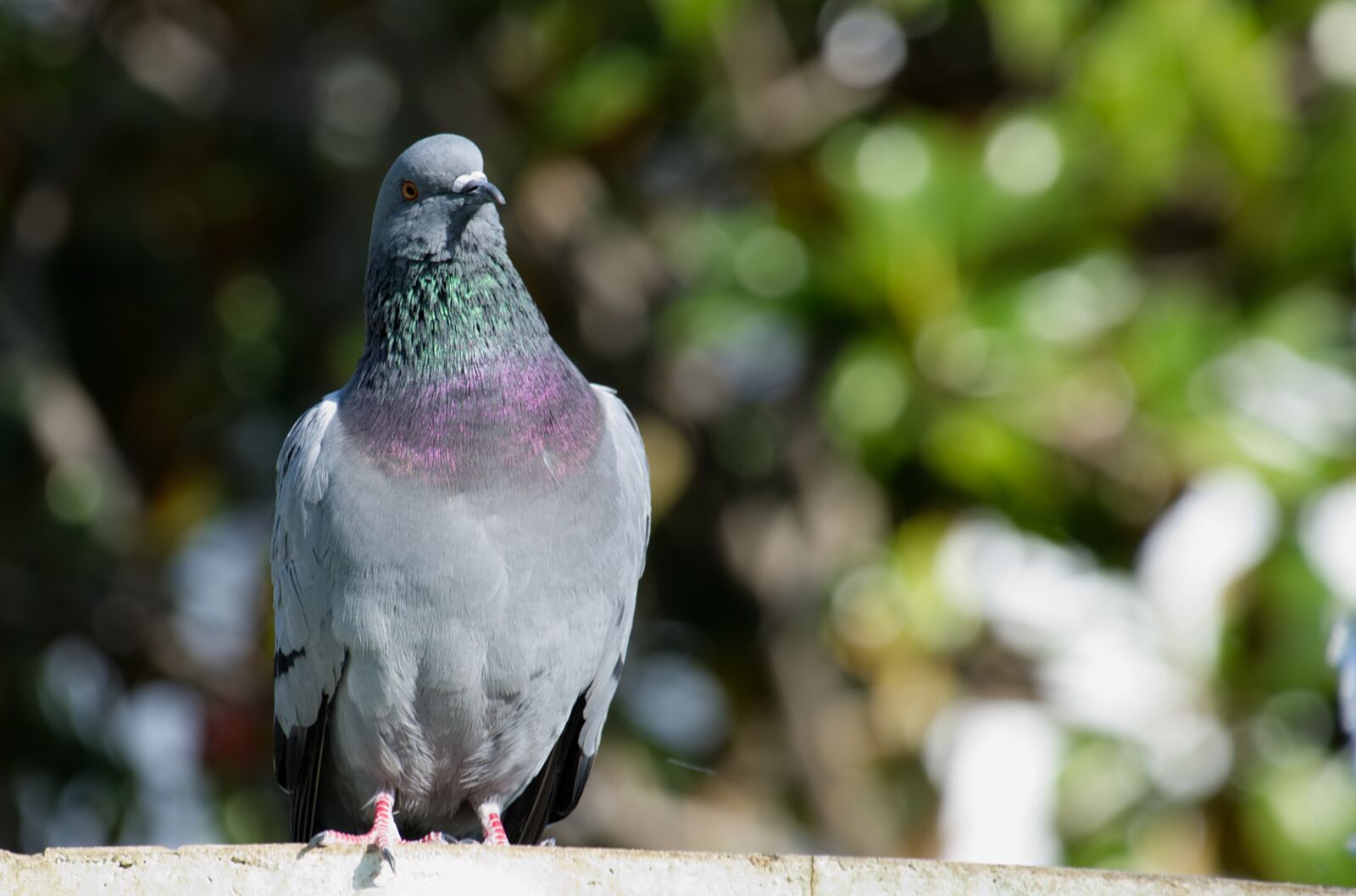 Fujifilm X-A2 sample photo. Dove, bird, pigeon photography