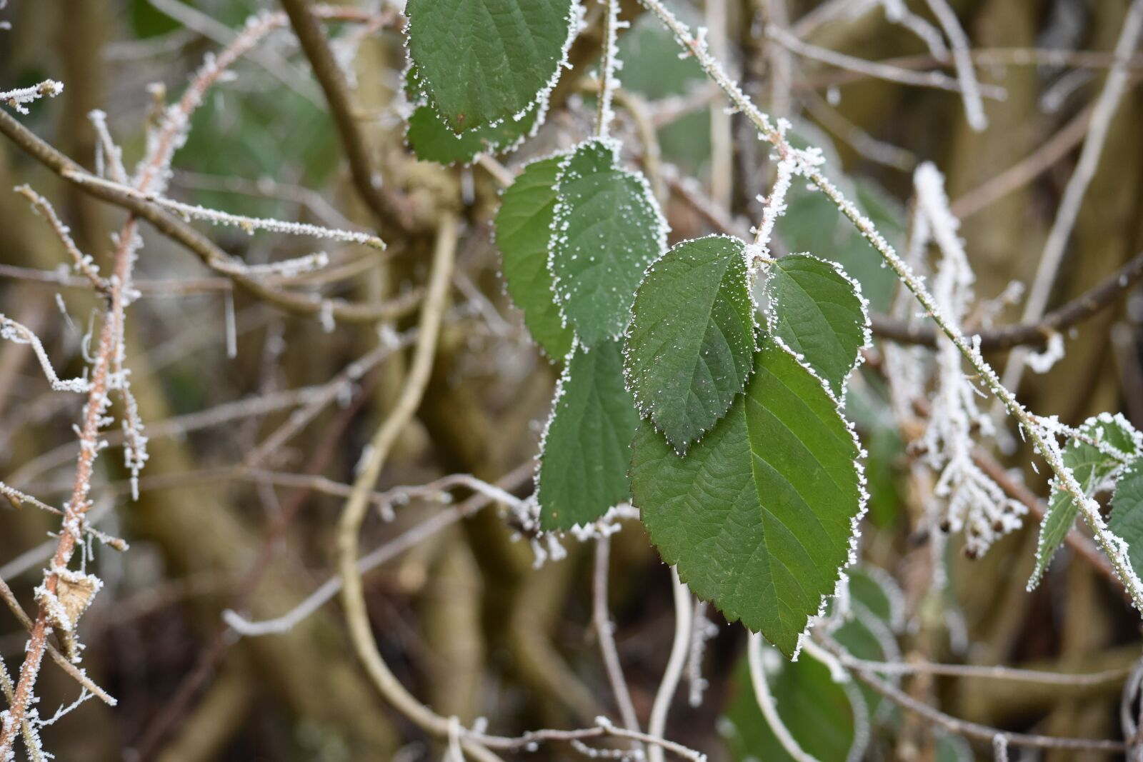 Nikon D7200 sample photo. Winter, eiskristalle, cold photography