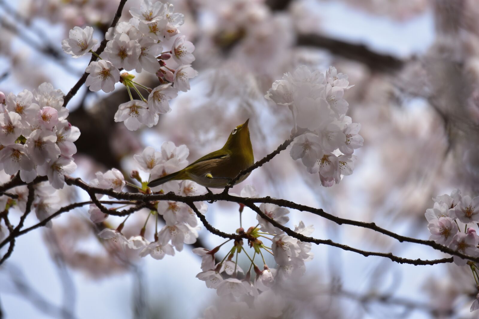 Nikon D7200 sample photo. Animal, plant, cherry blossoms photography