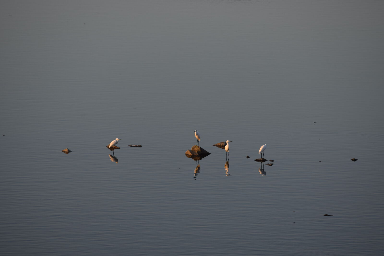 Nikon D3300 sample photo. Birds photography