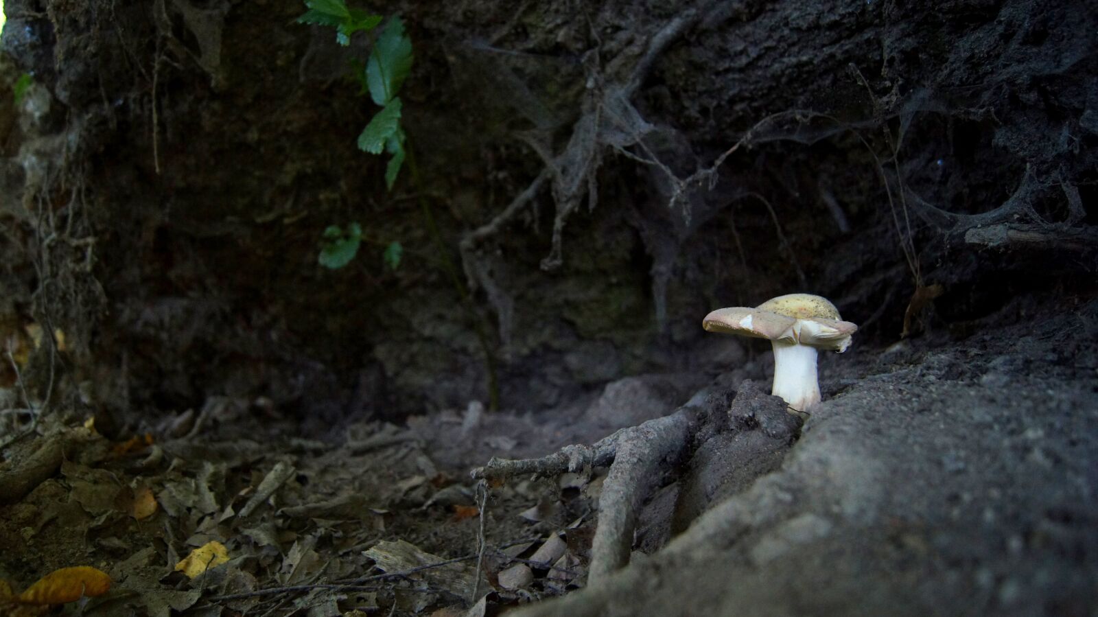 Sony SLT-A55 (SLT-A55V) sample photo. Mushroom, forest, nature photography