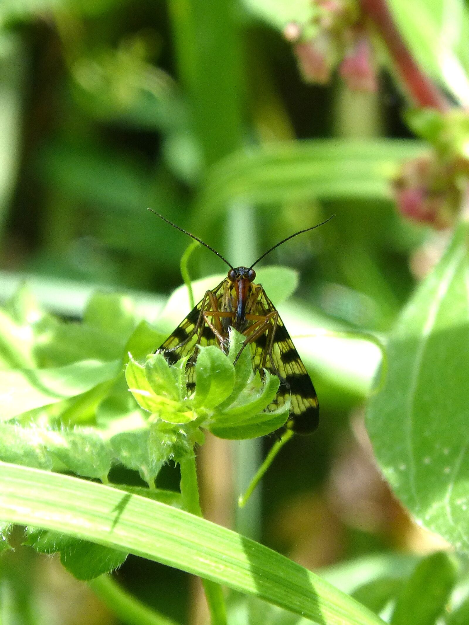 Panasonic DMC-FZ62 sample photo. Panorpa communis, scorpion fly photography