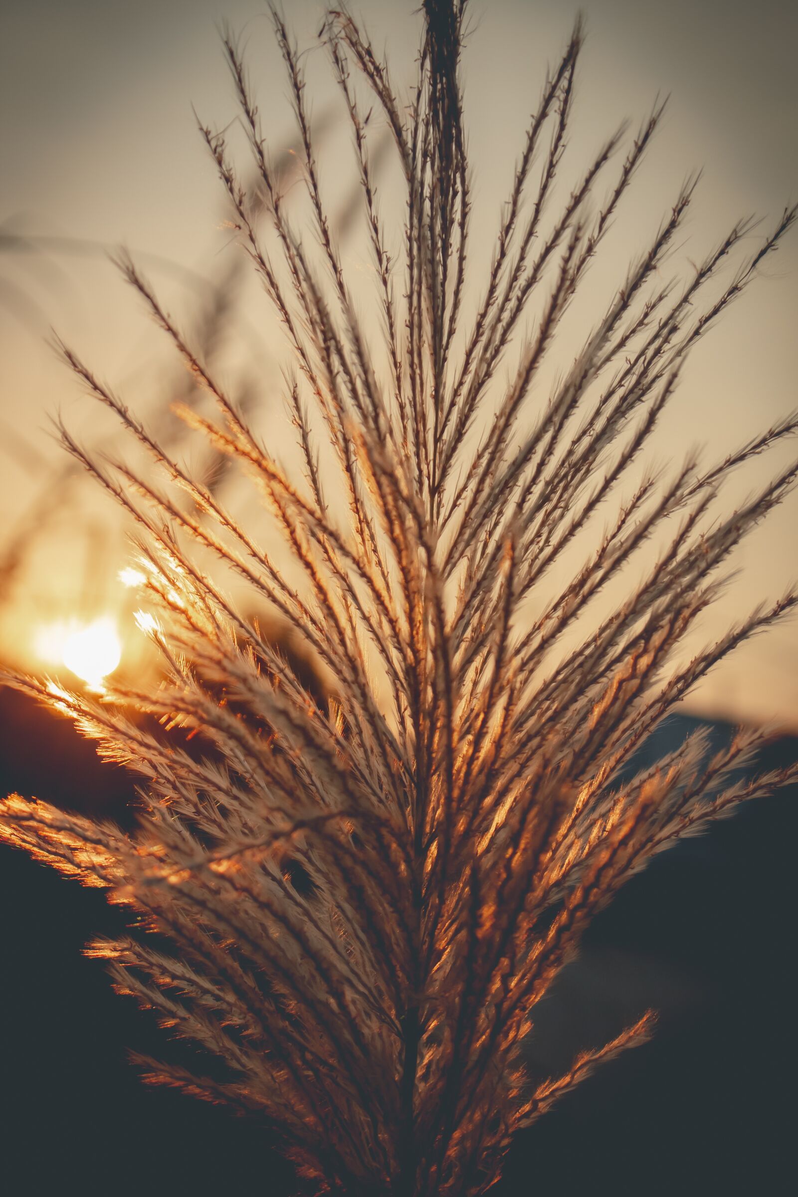 Canon EOS 700D (EOS Rebel T5i / EOS Kiss X7i) sample photo. Sky, west, grass photography