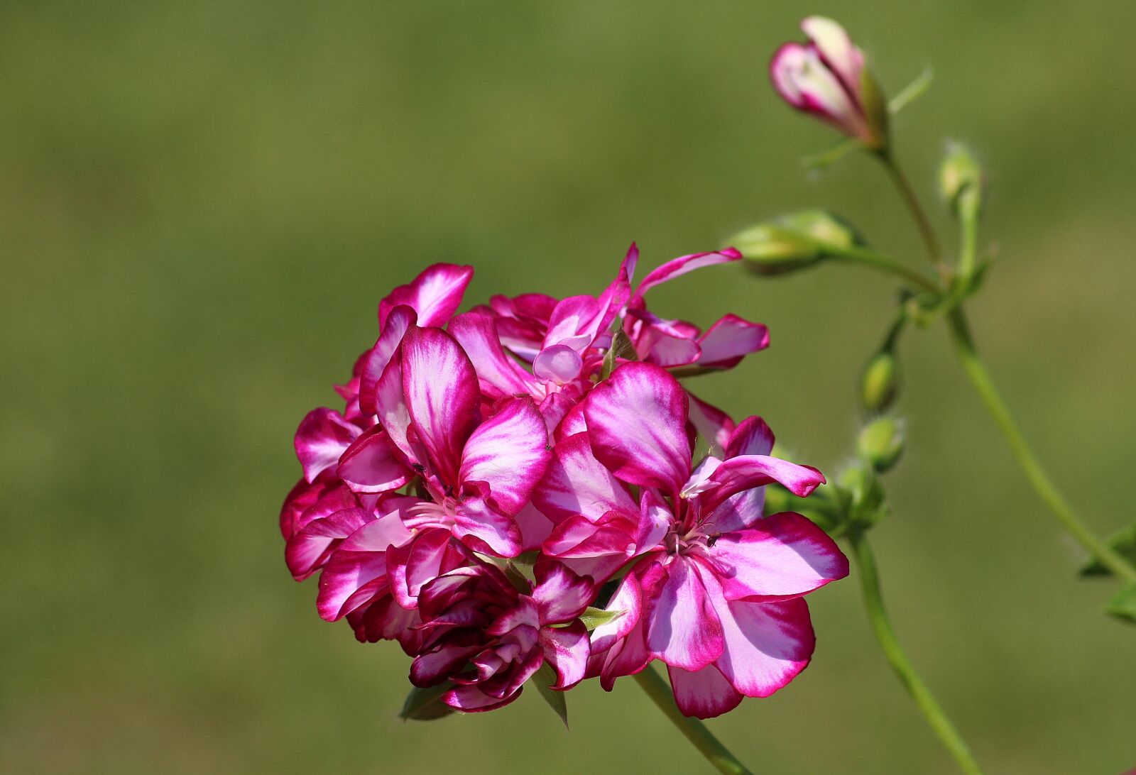 Canon EOS 1200D (EOS Rebel T5 / EOS Kiss X70 / EOS Hi) sample photo. Geranium, flower, pink photography
