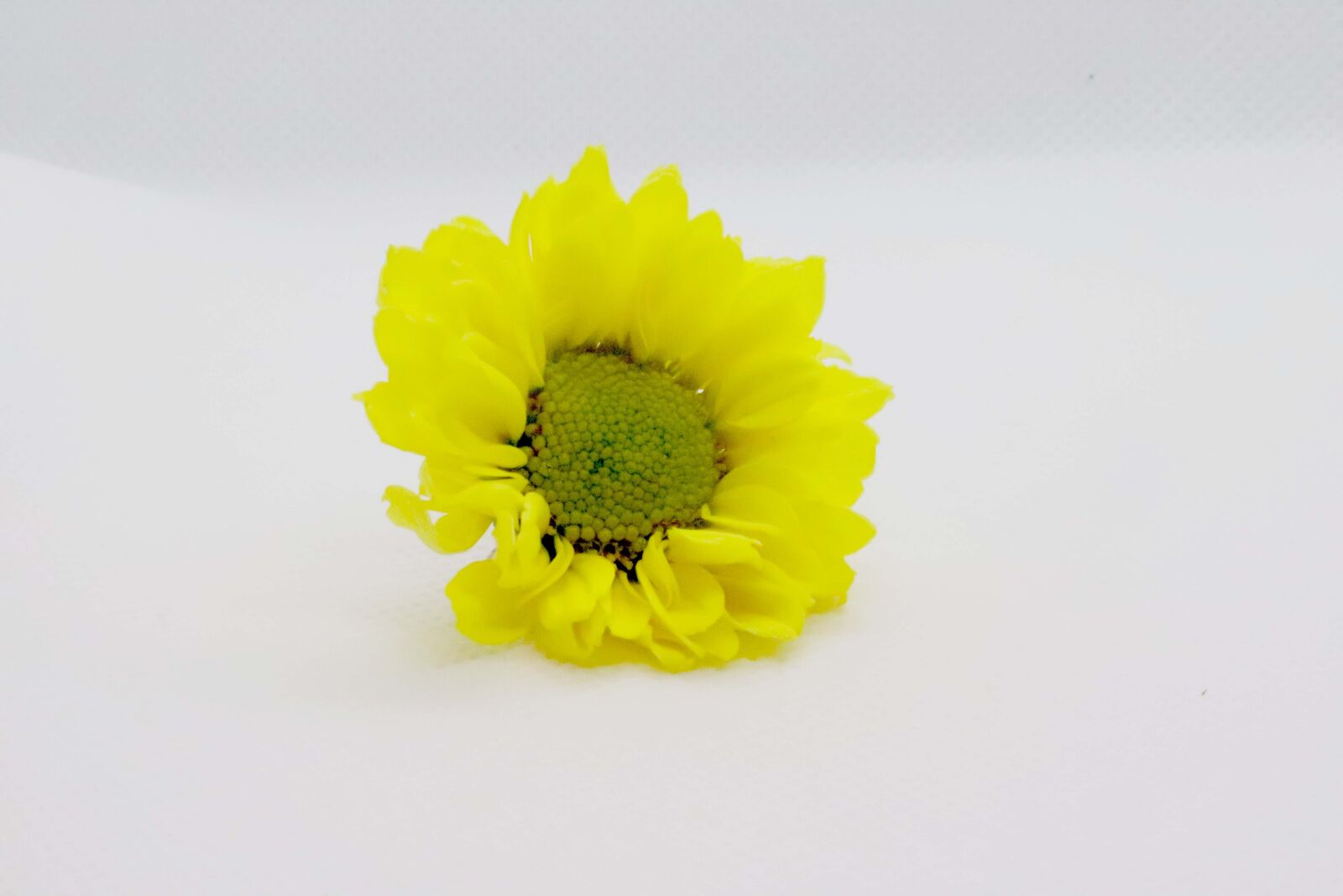 Canon EOS 200D (EOS Rebel SL2 / EOS Kiss X9) sample photo. Flower, yellow, spring photography