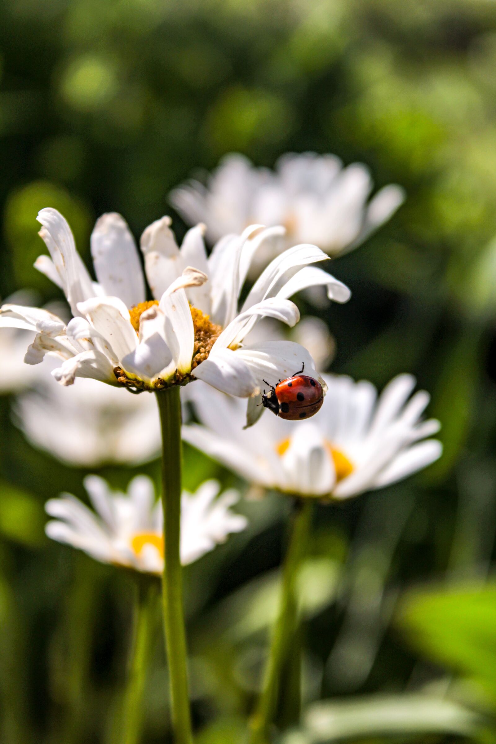 Canon EOS 1200D (EOS Rebel T5 / EOS Kiss X70 / EOS Hi) sample photo. Beetle, beetles, insect photography