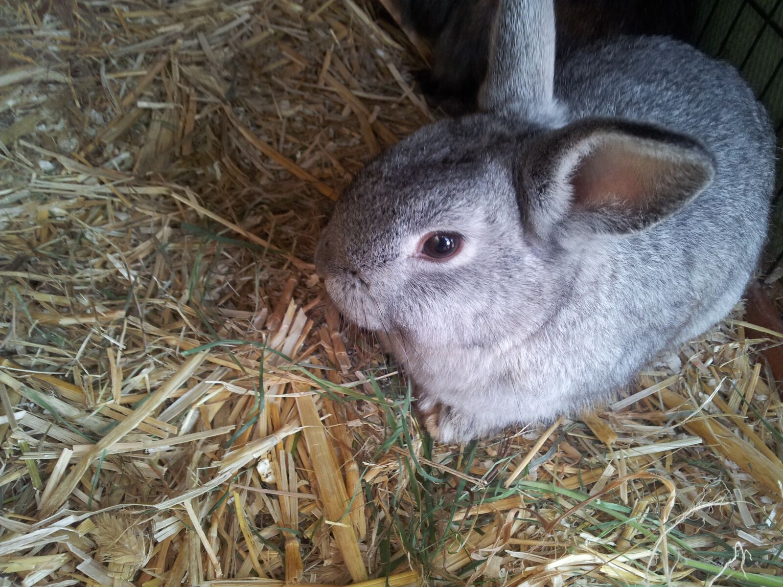 Samsung Galaxy S2 sample photo. Animal, hare, rabbit photography