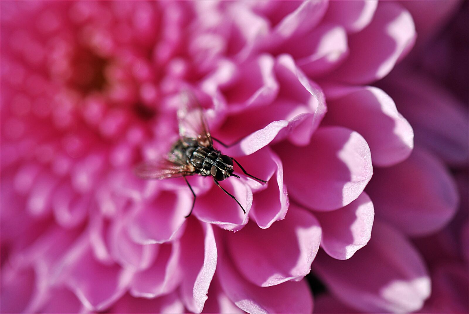 Nikon D80 sample photo. Fly, insect, blossom photography