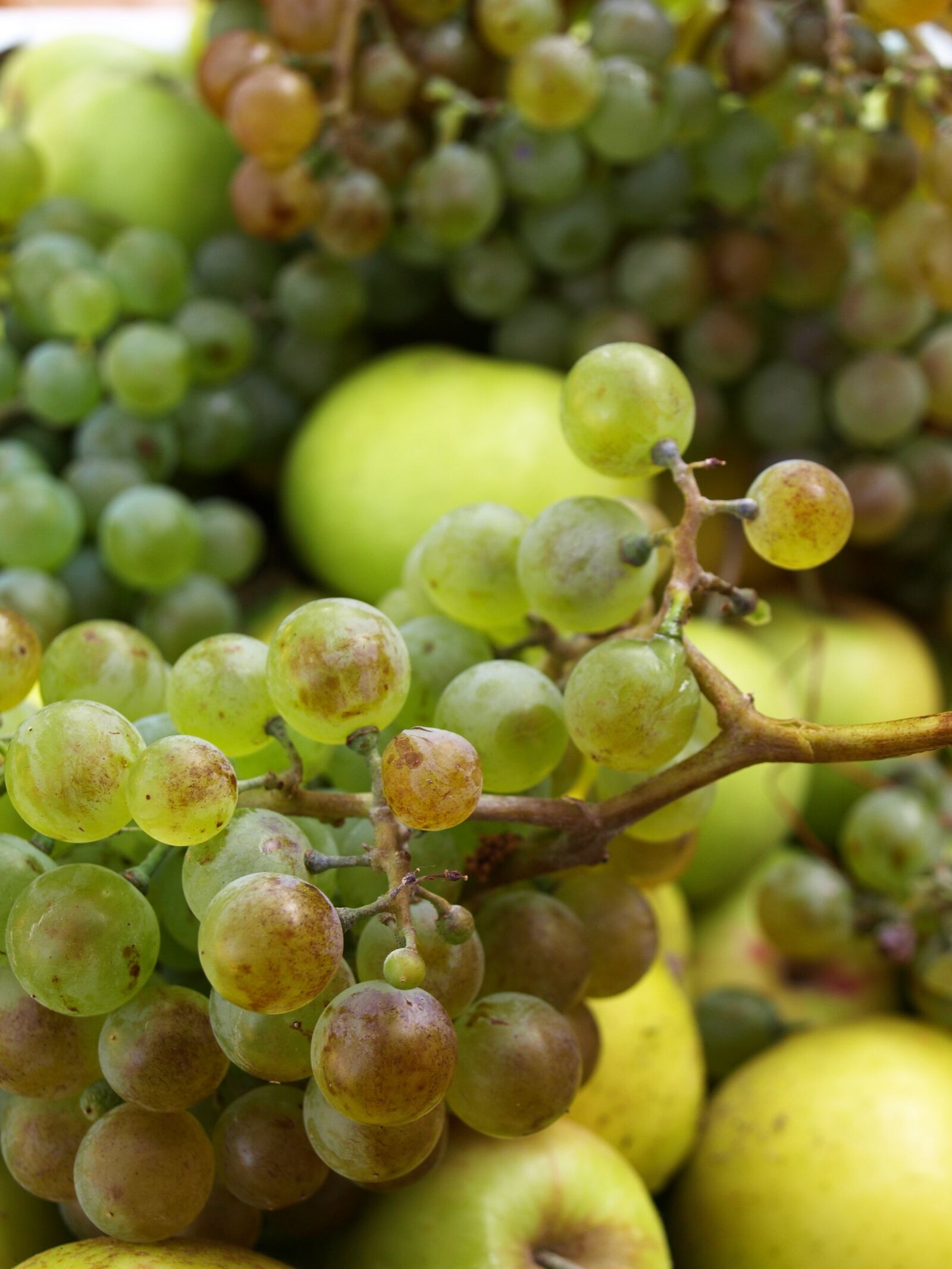 Olympus E-510 (EVOLT E-510) sample photo. Fruit, autumn, grapes photography