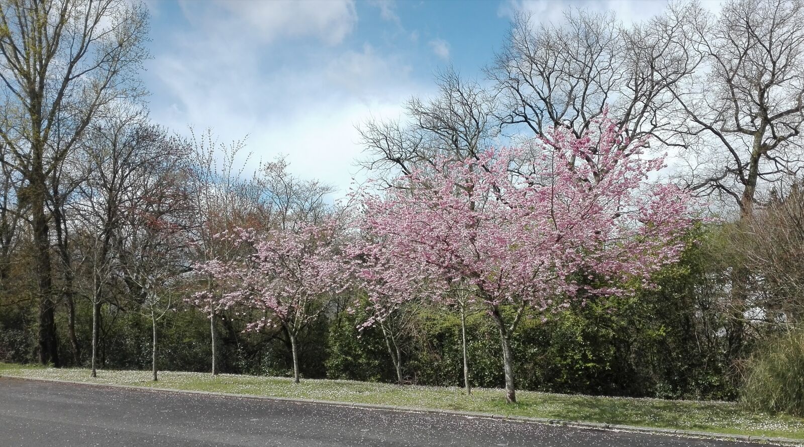 HUAWEI P8 Lite sample photo. Cherry, spring, tree photography