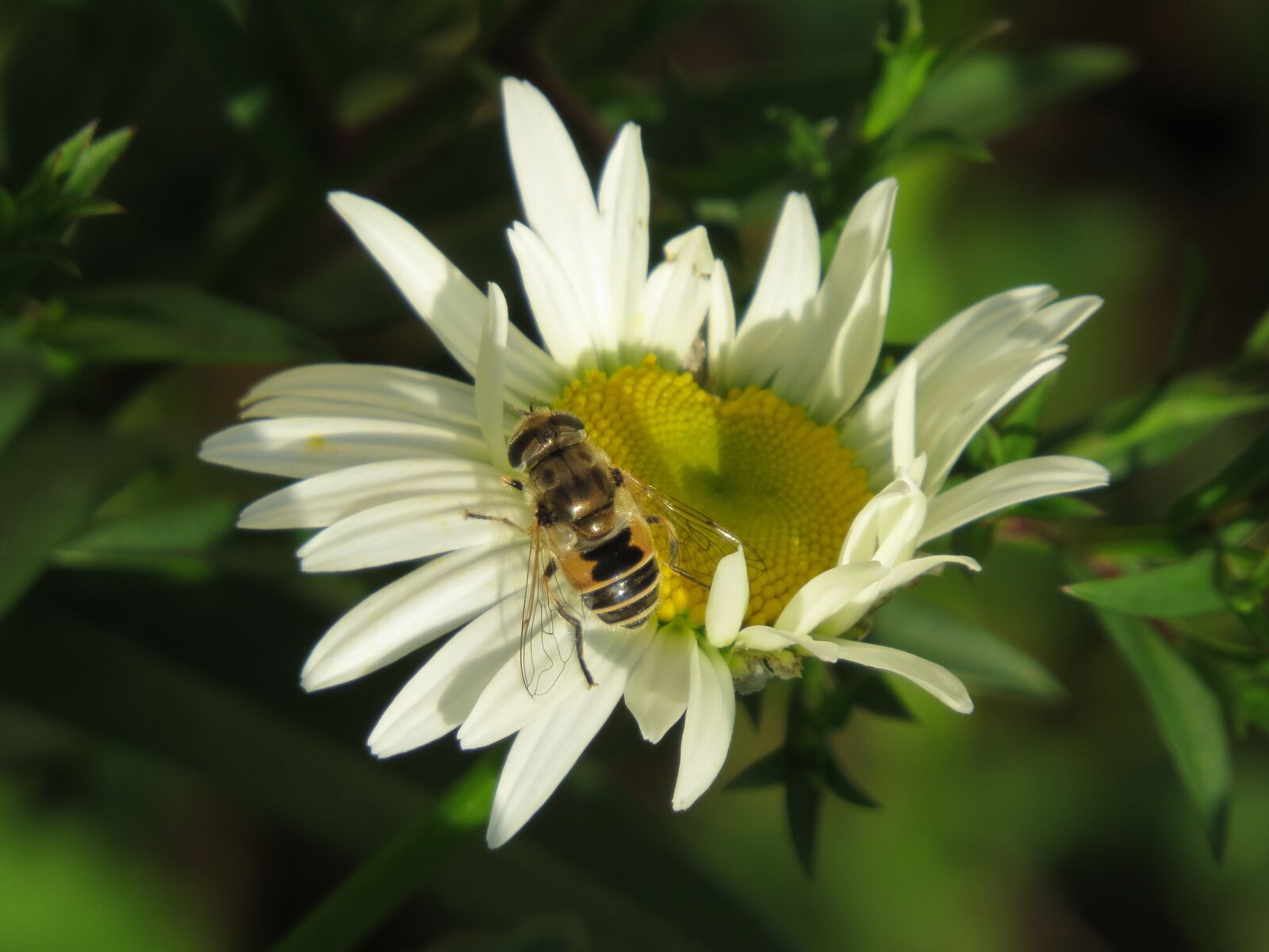 Canon PowerShot SX50 HS sample photo. Cheloveka common, insect, eristalis photography