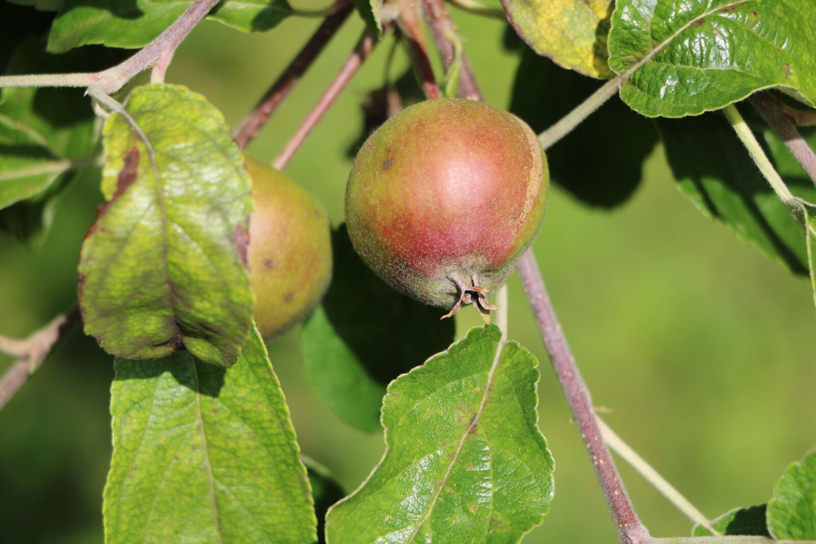 Canon EOS 760D (EOS Rebel T6s / EOS 8000D) sample photo. Apple, small, fruit photography