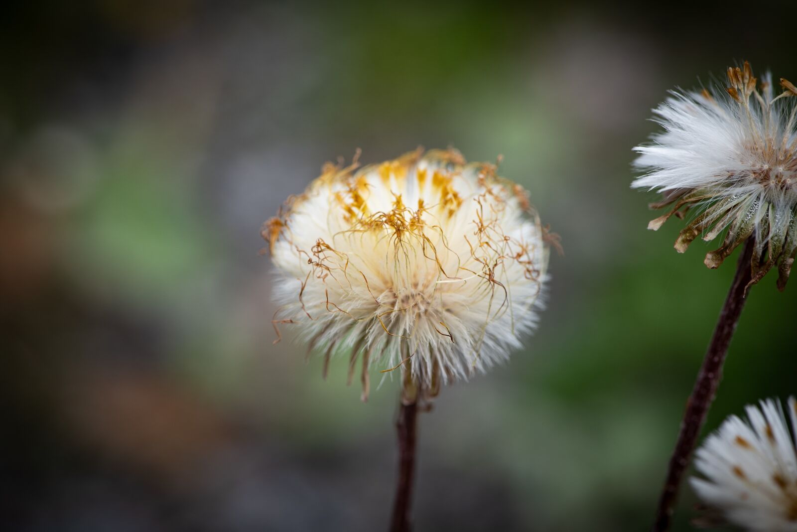 Nikon D750 sample photo. Seeds, flying seeds, nature photography