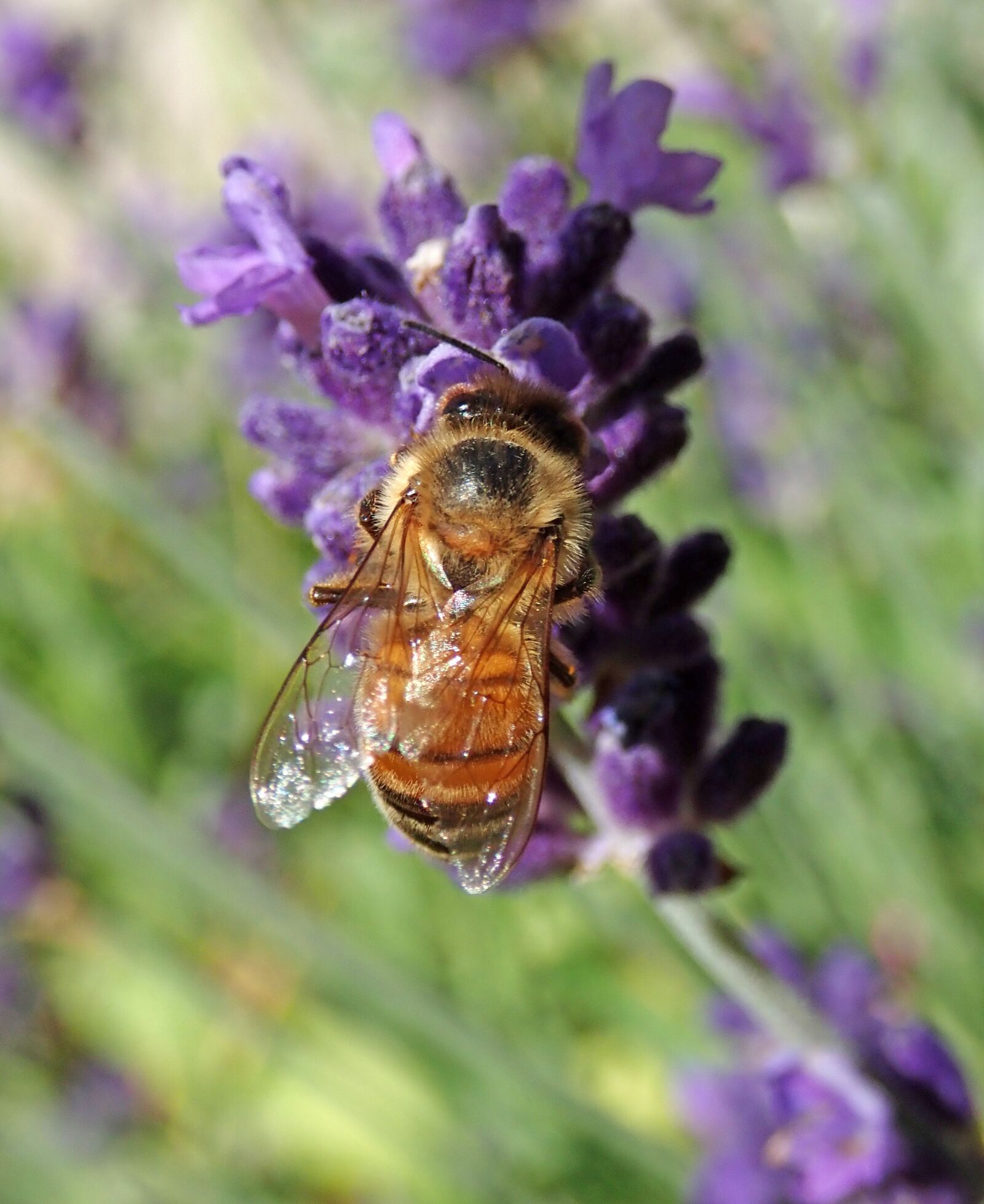 Olympus TG-5 sample photo. Bee, insect, lavender photography