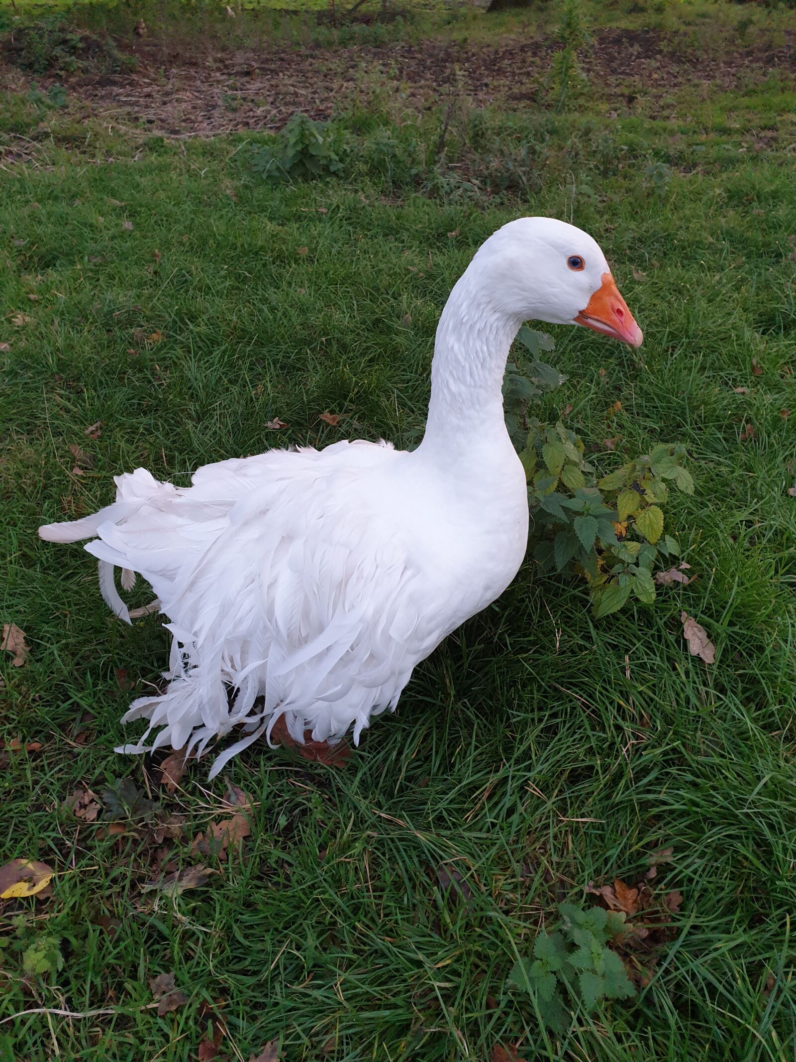 Samsung Galaxy S9 sample photo. Goose, bird, nature photography