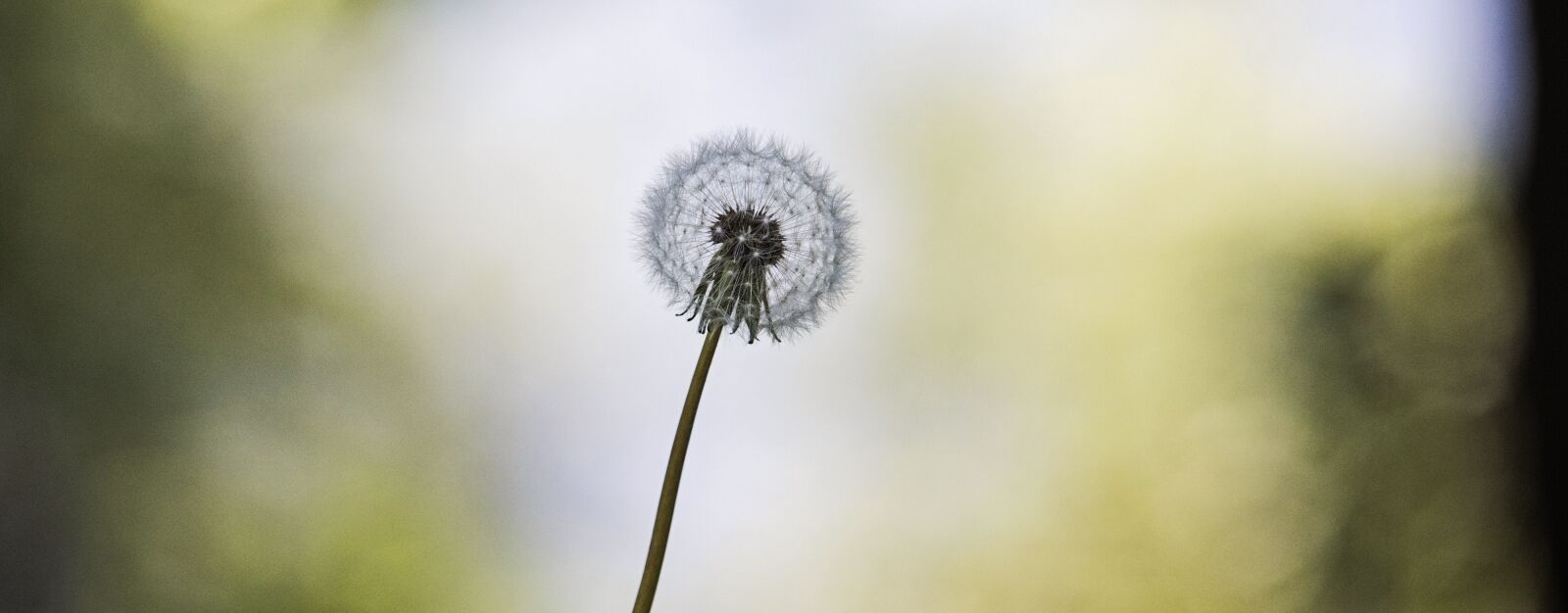 Nikon D810 sample photo. Dandelion, flower, spring photography