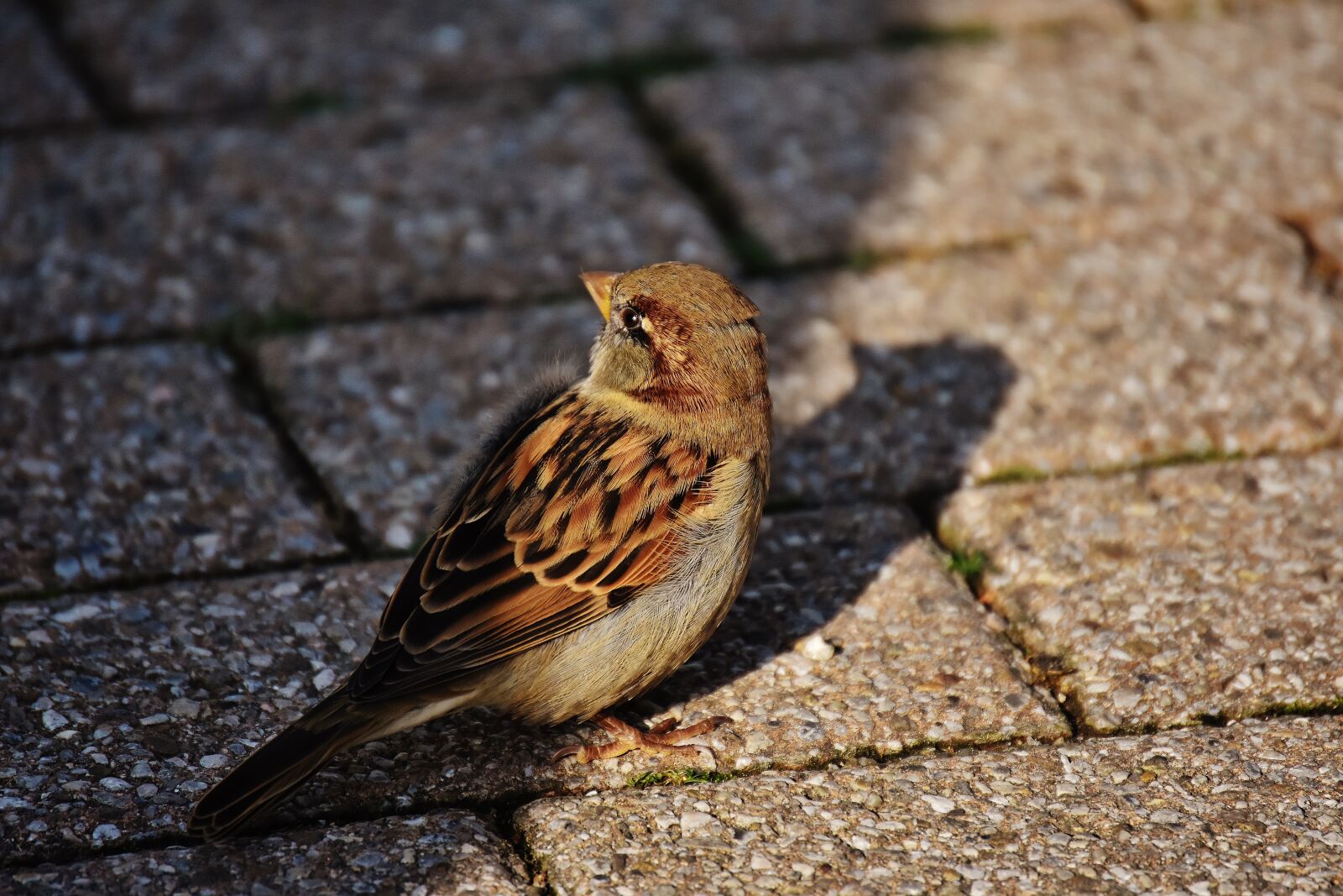 Nikon D7200 sample photo. Sparrow, bird, small photography
