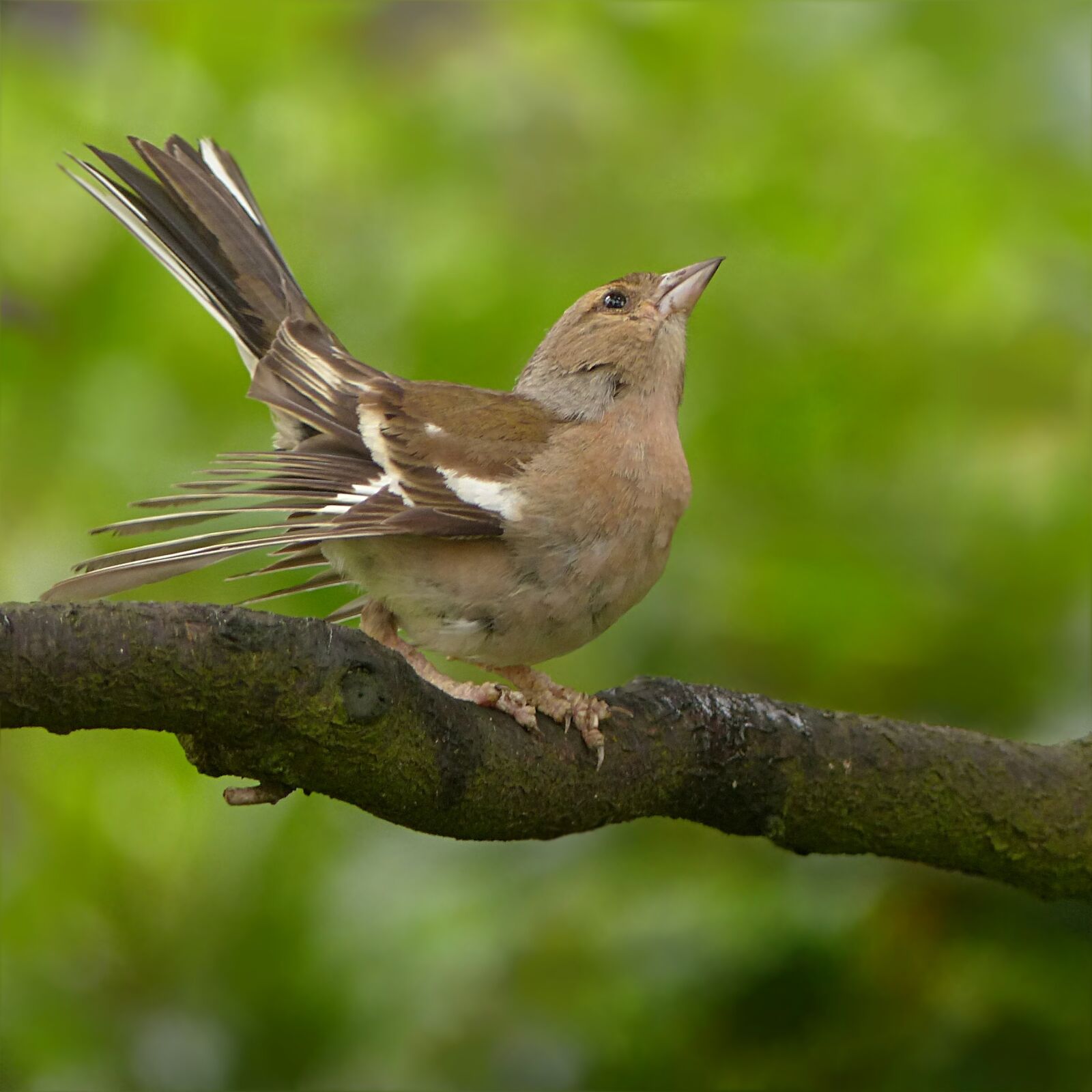 Panasonic Lumix DMC-FZ200 sample photo. Animal, bird, chaffinch photography