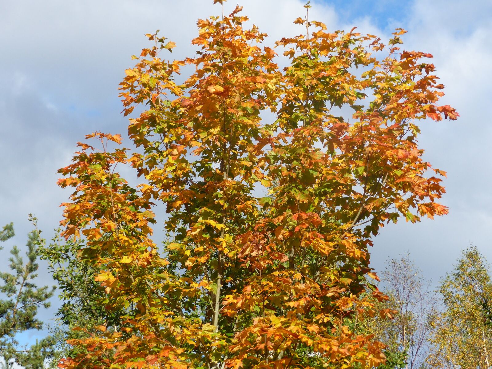 Panasonic Lumix DMC-FZ200 sample photo. Maple, tree, colors photography