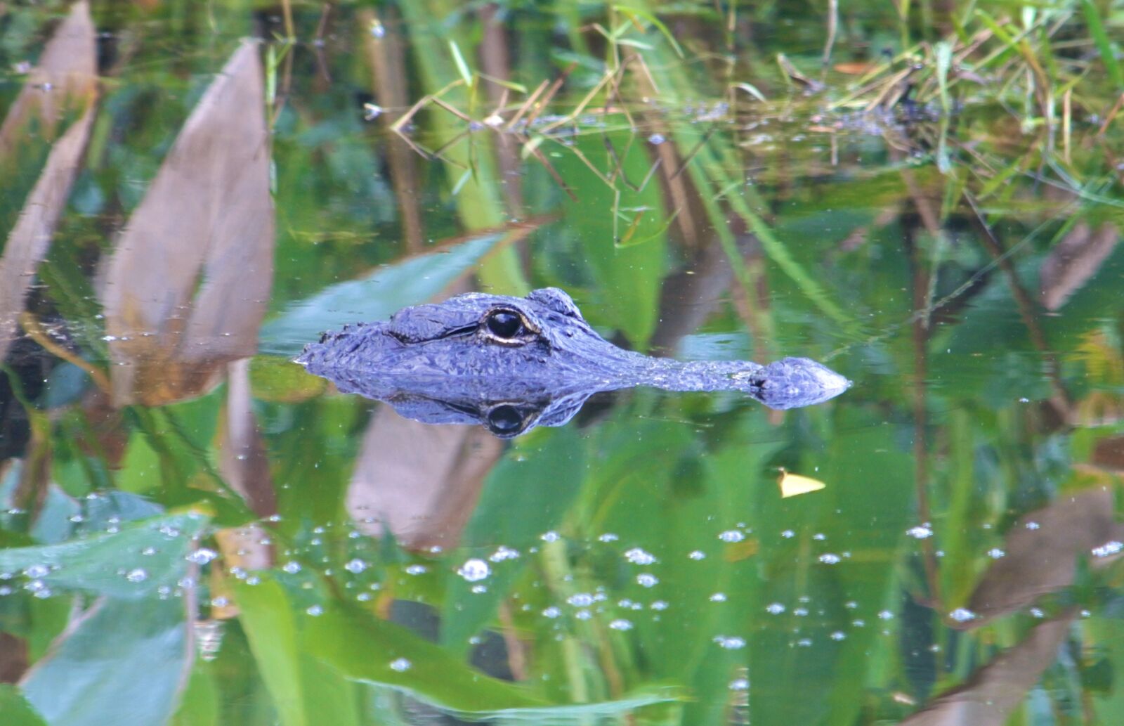 VR 55-300mm f/4.5-5.6G sample photo. Aligator, everglades national park photography