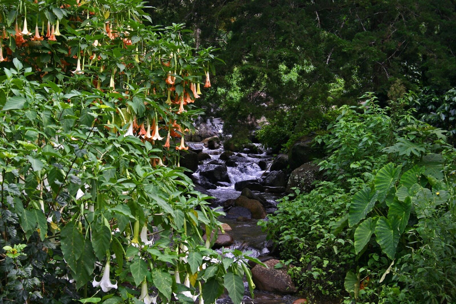 Canon EOS 300D (EOS Digital Rebel / EOS Kiss Digital) sample photo. Angel trumpet, angel's trumpet photography