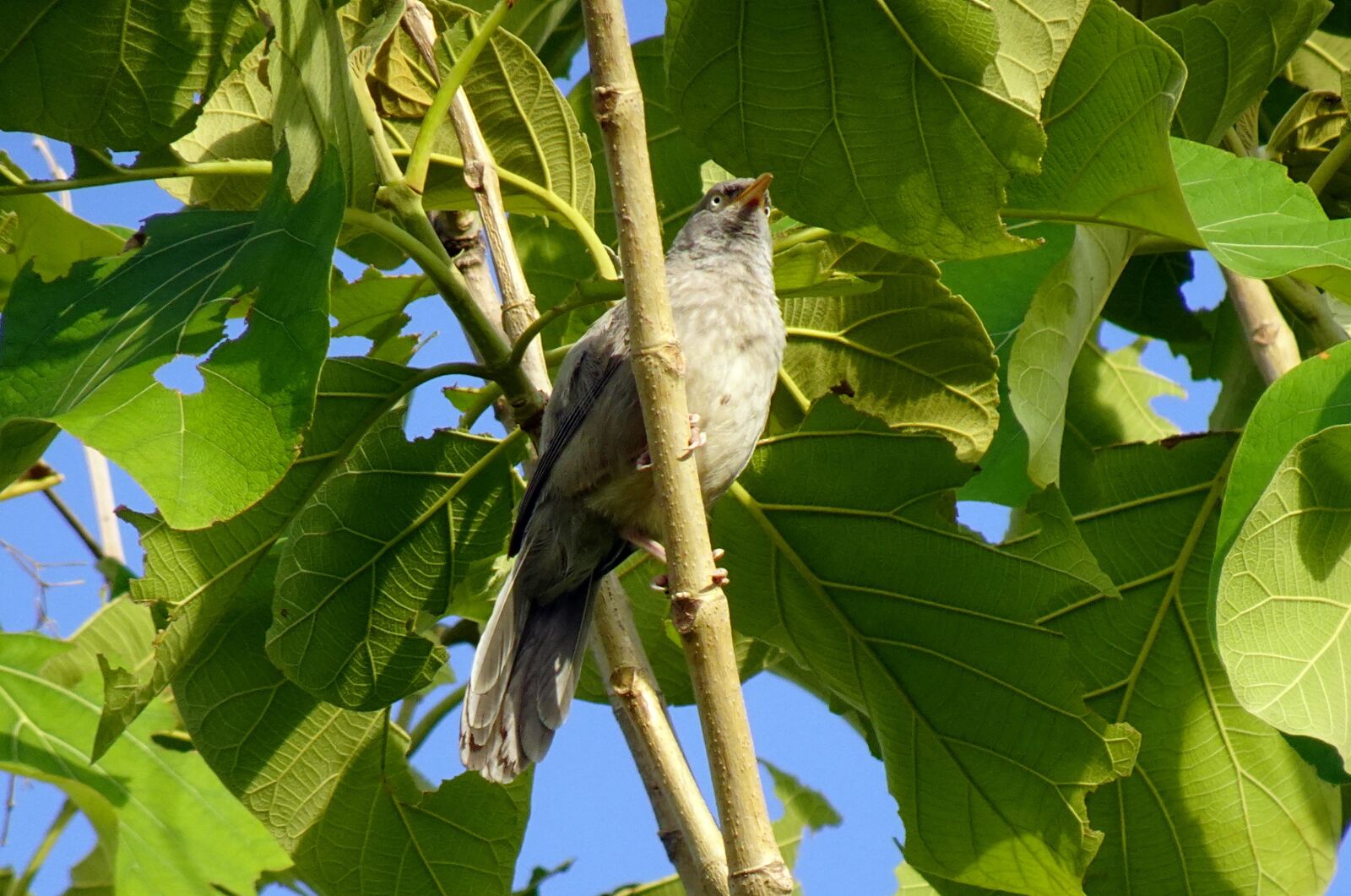 Sony DSC-WX800 sample photo. Bird, babbler, jungle babbler photography