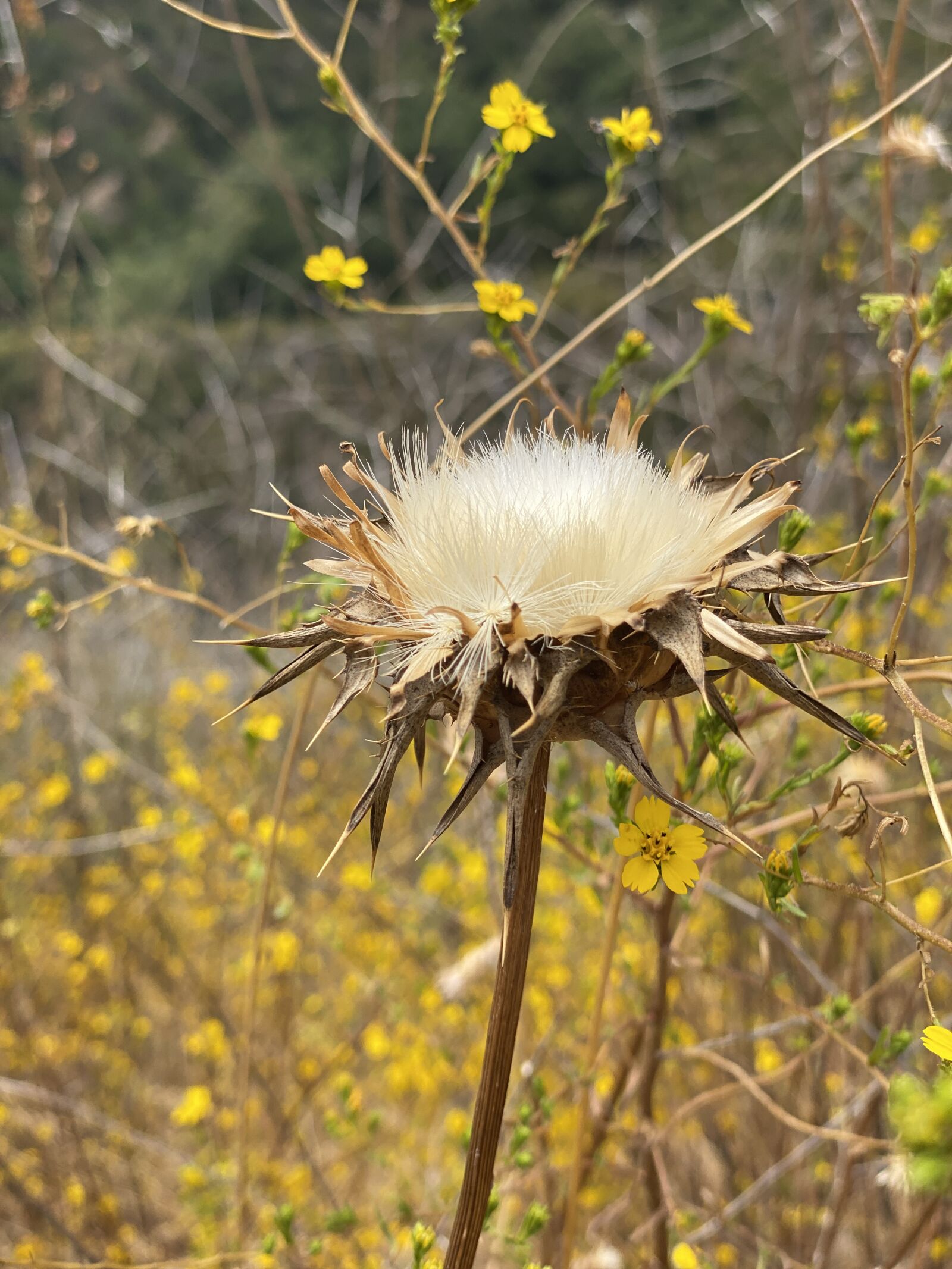 Apple iPhone 11 Pro sample photo. Thistle, flower, white photography