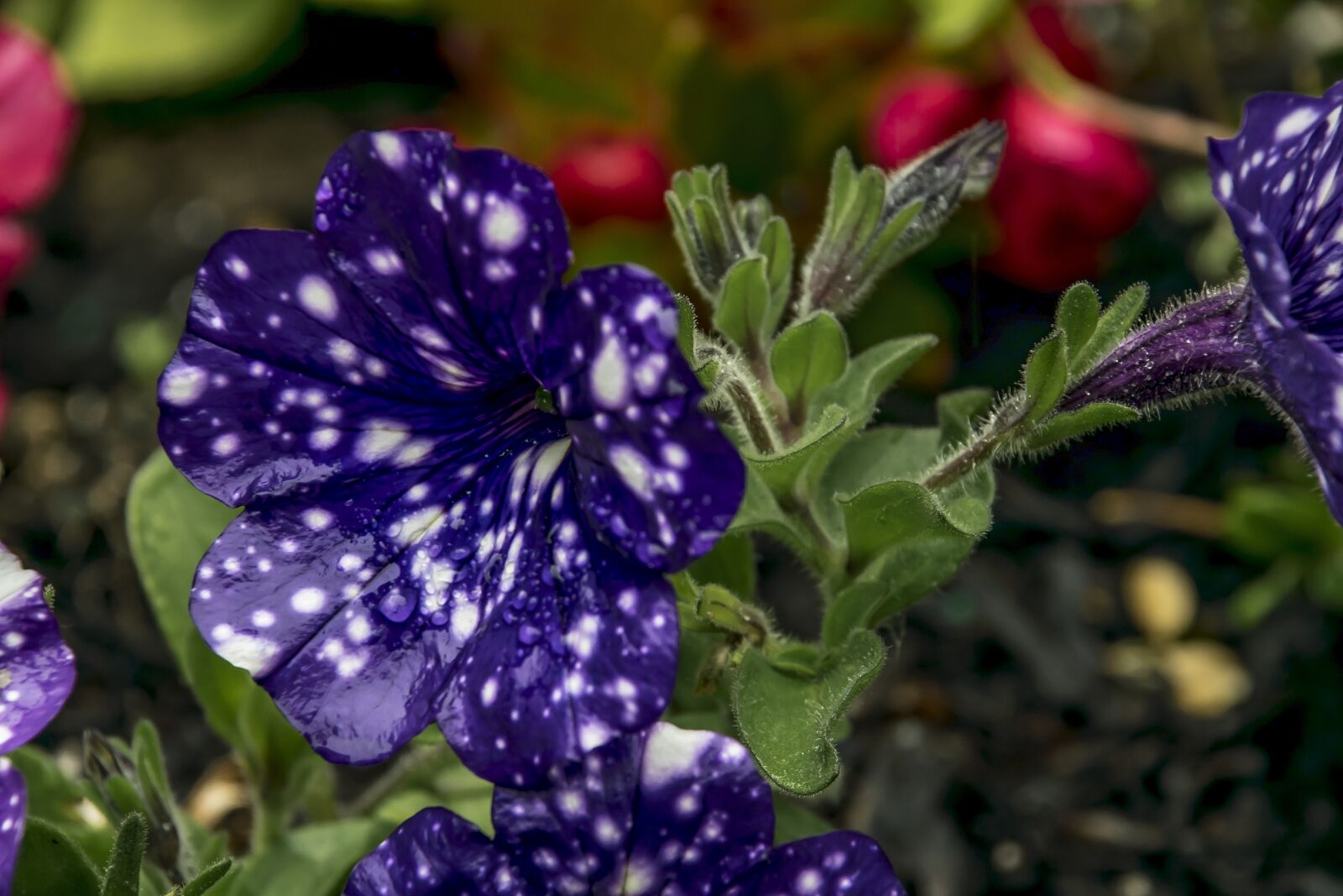 Nikon D3300 sample photo. Flower, nature, flora photography