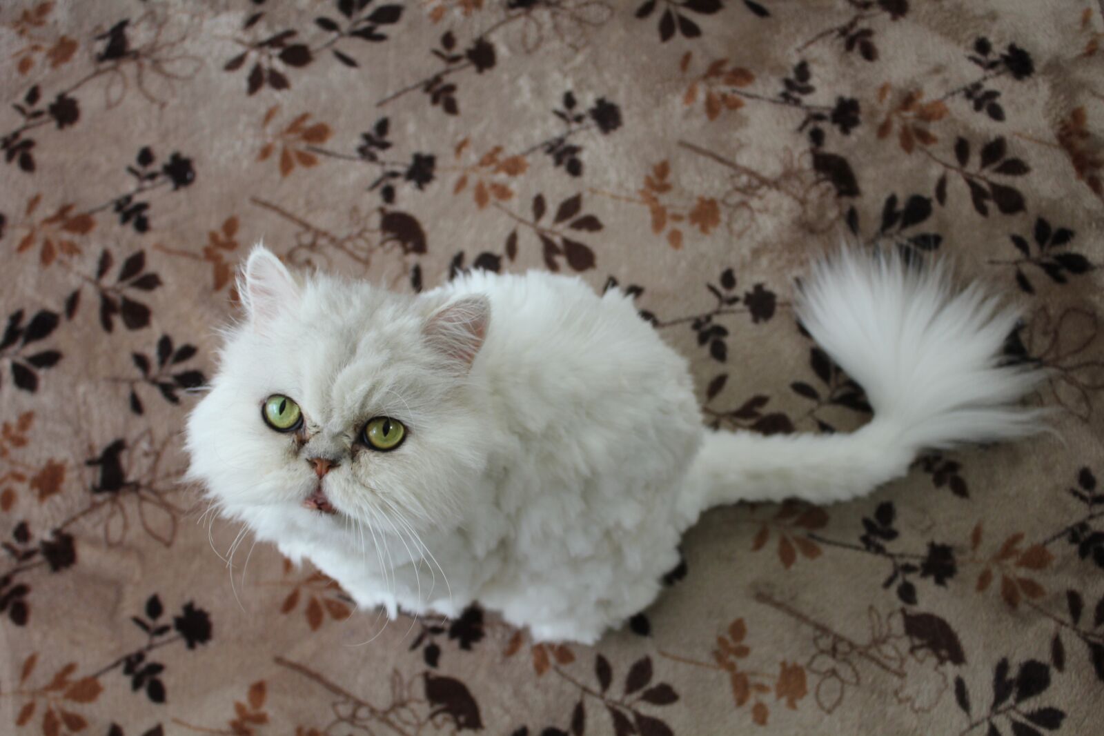 Canon EOS 550D (EOS Rebel T2i / EOS Kiss X4) sample photo. Cat, persian cat, white photography