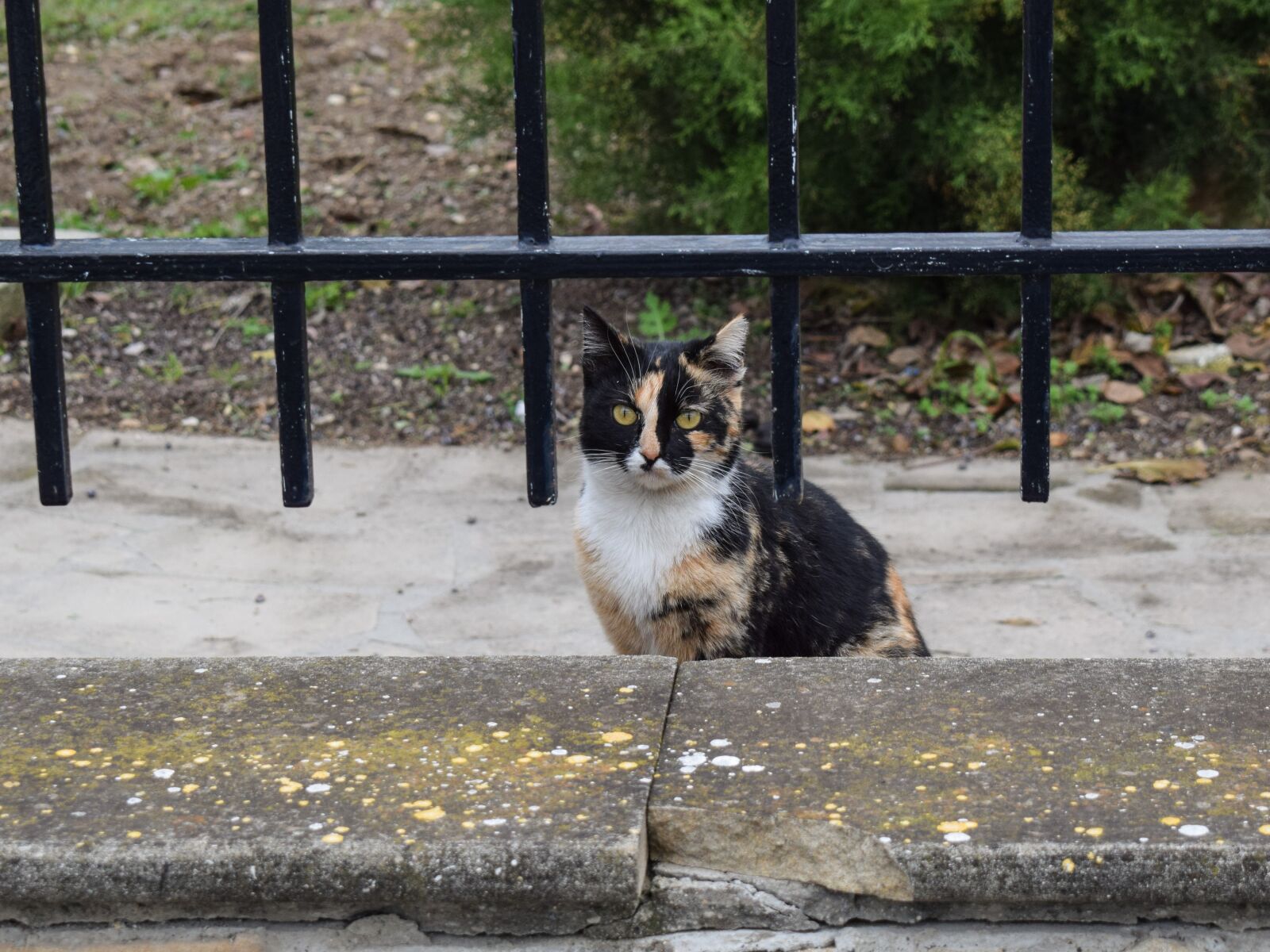 Nikon D3300 sample photo. Cat, stray, surprised photography