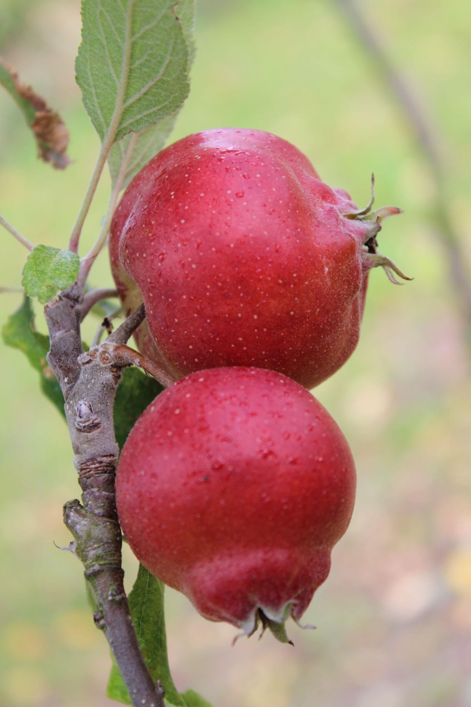 Canon EOS 600D (Rebel EOS T3i / EOS Kiss X5) sample photo. Autumn apple, apple, red photography