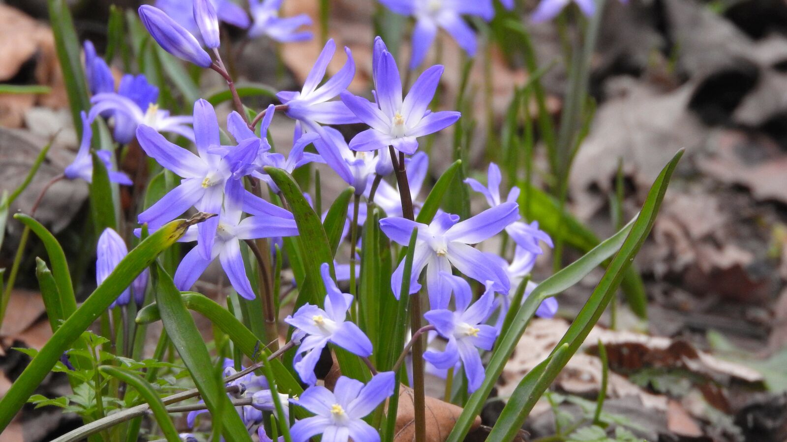 Nikon Coolpix P610 sample photo. Scilla luciliae, chionodoxa luciliae photography