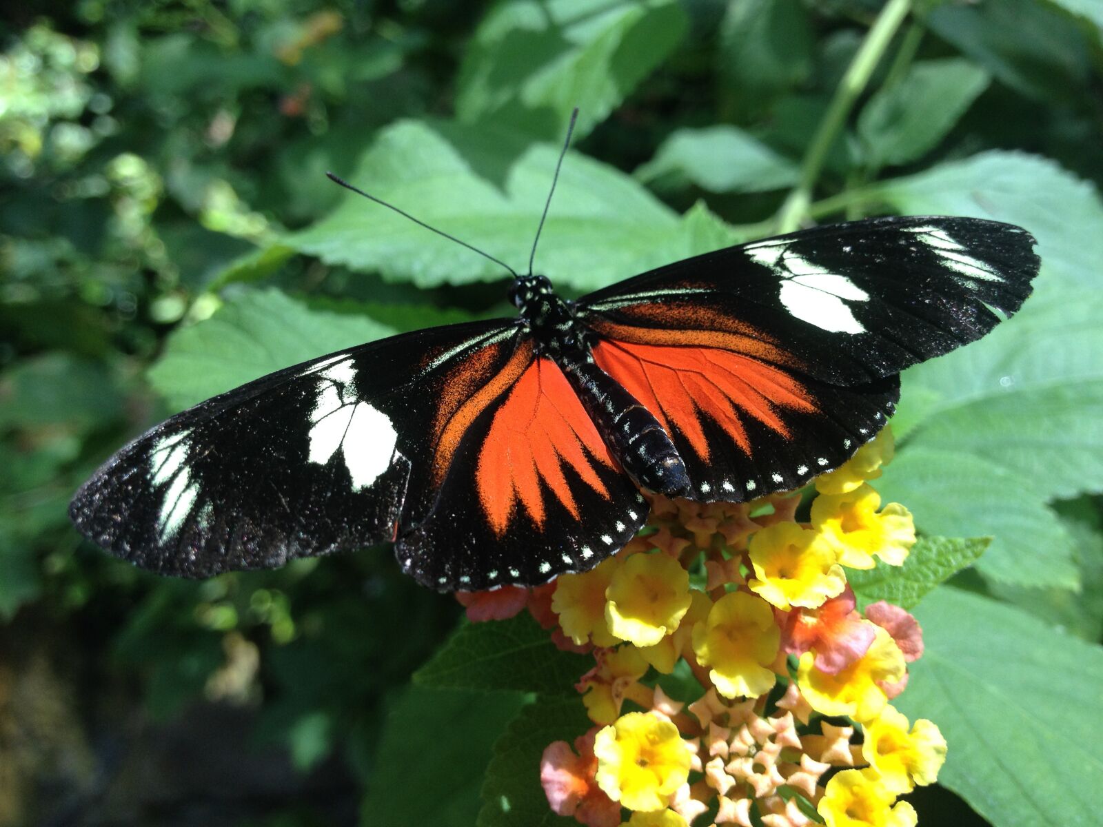 iPhone 4S back camera 4.28mm f/2.4 sample photo. Butterfly, greenhouse, wings photography